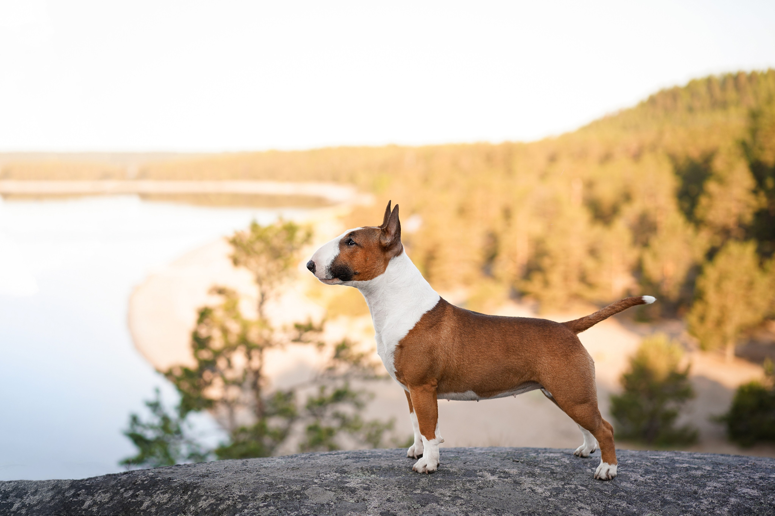Таисия и Тамагочи. Фотограф-анималист в Санкт-Петербурге Яна Мартынова