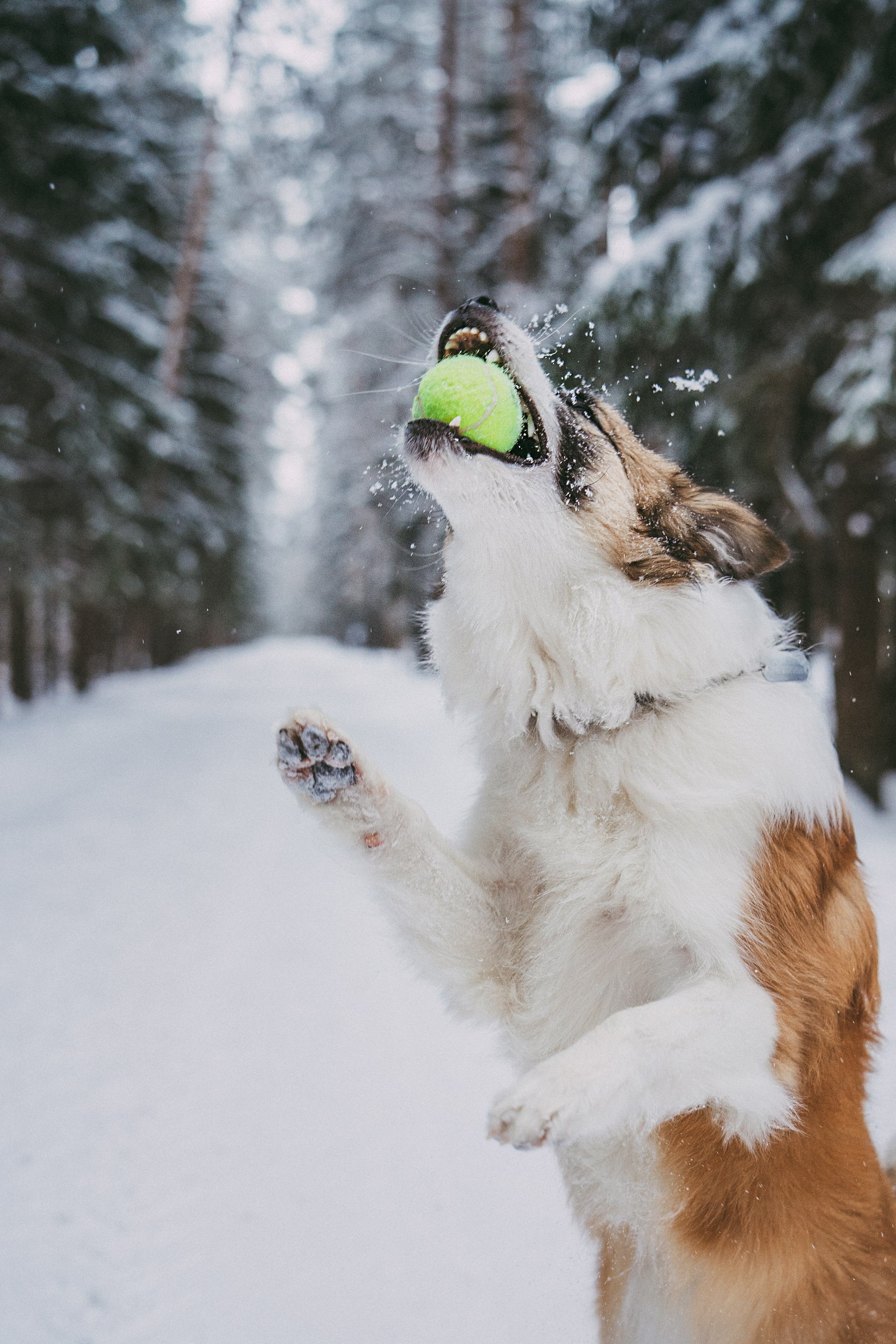 Катя, Анатолий и Елай. Фотограф анималист в Москве и Санкт-Петербурге Свиридова Анна