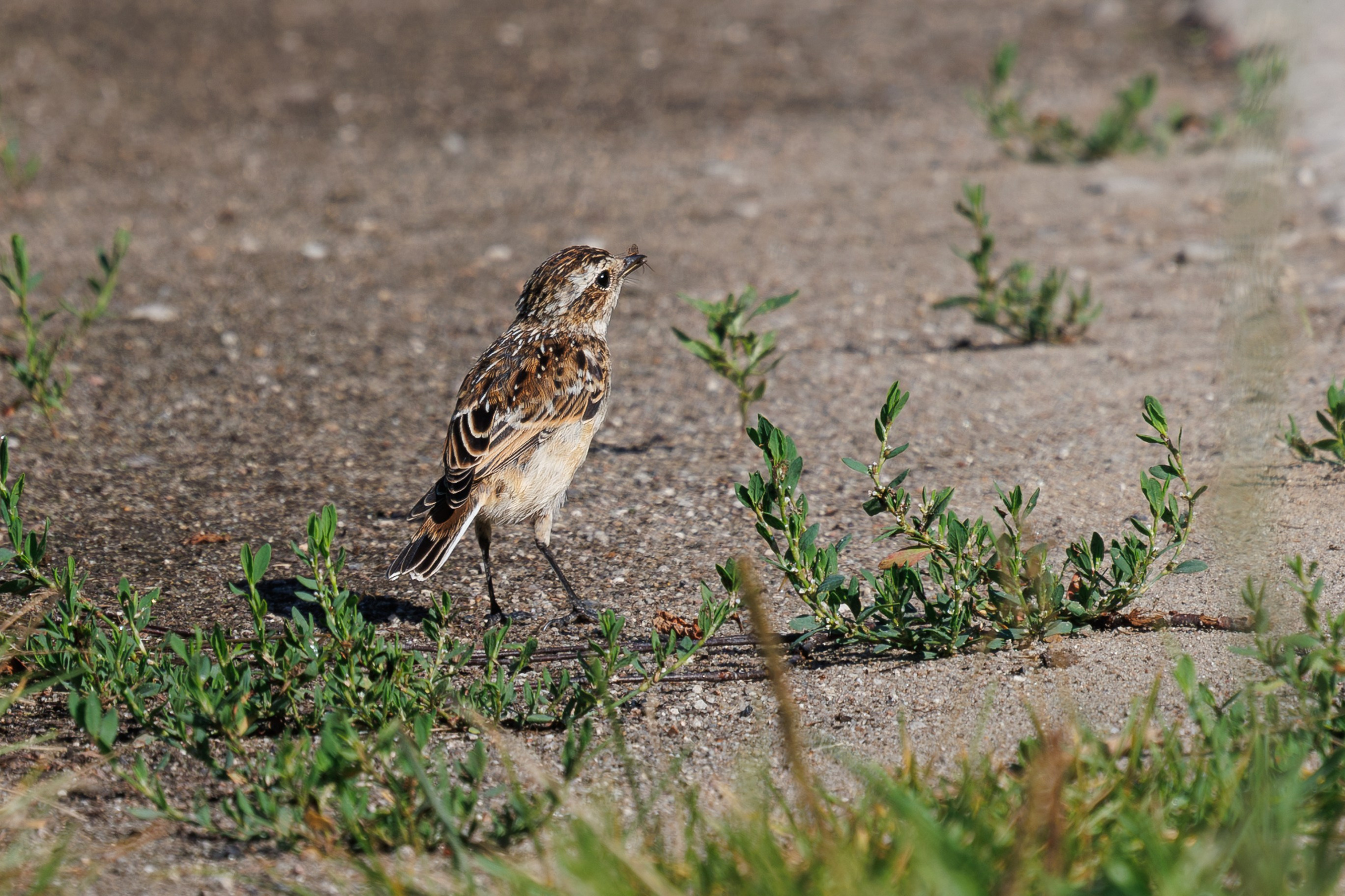 Птицы Москворецкого пойменного заказника. Птицы парков г. Люберцы