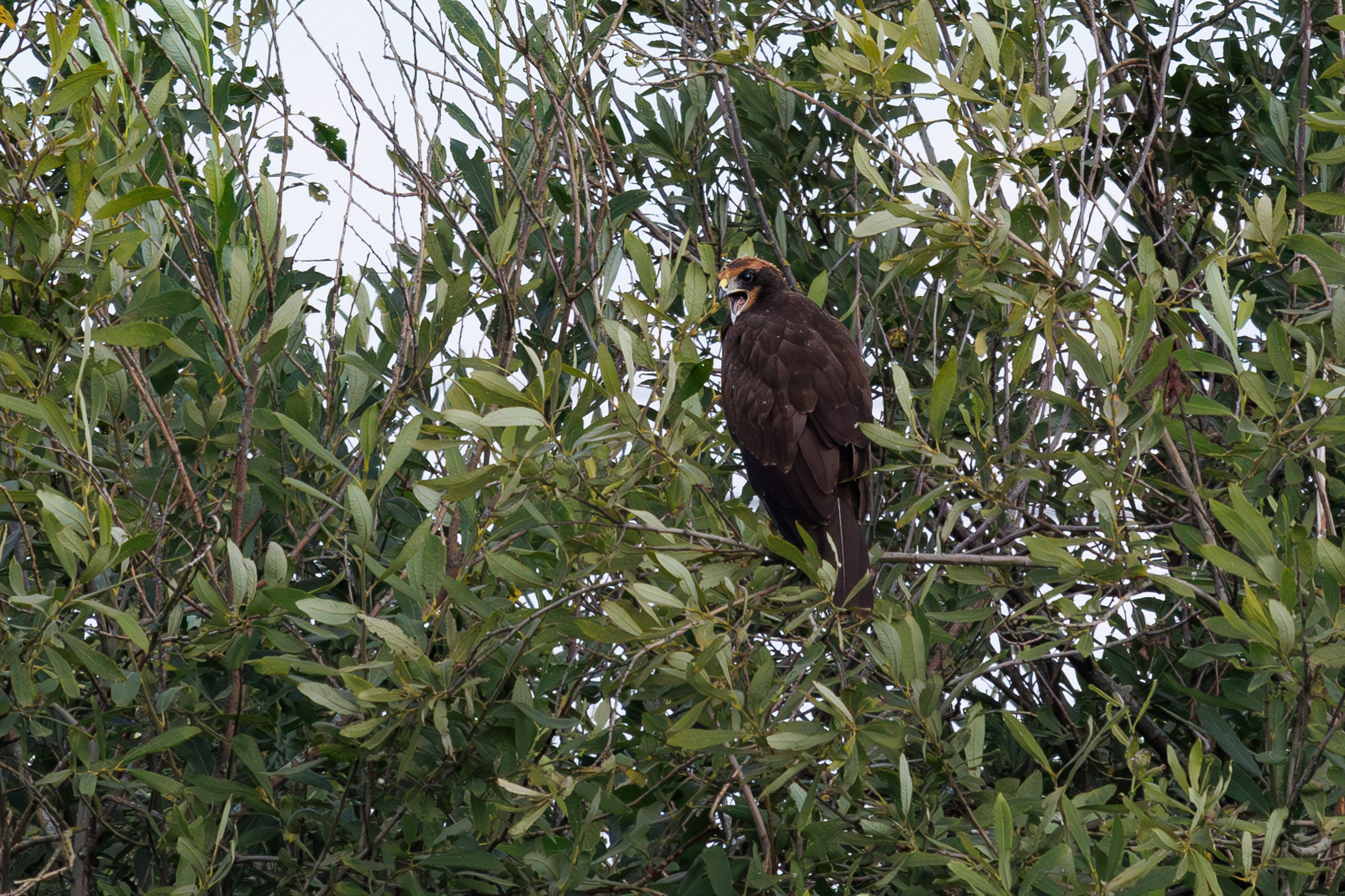 Птицы Москворецкого пойменного заказника. Птицы парков г. Люберцы