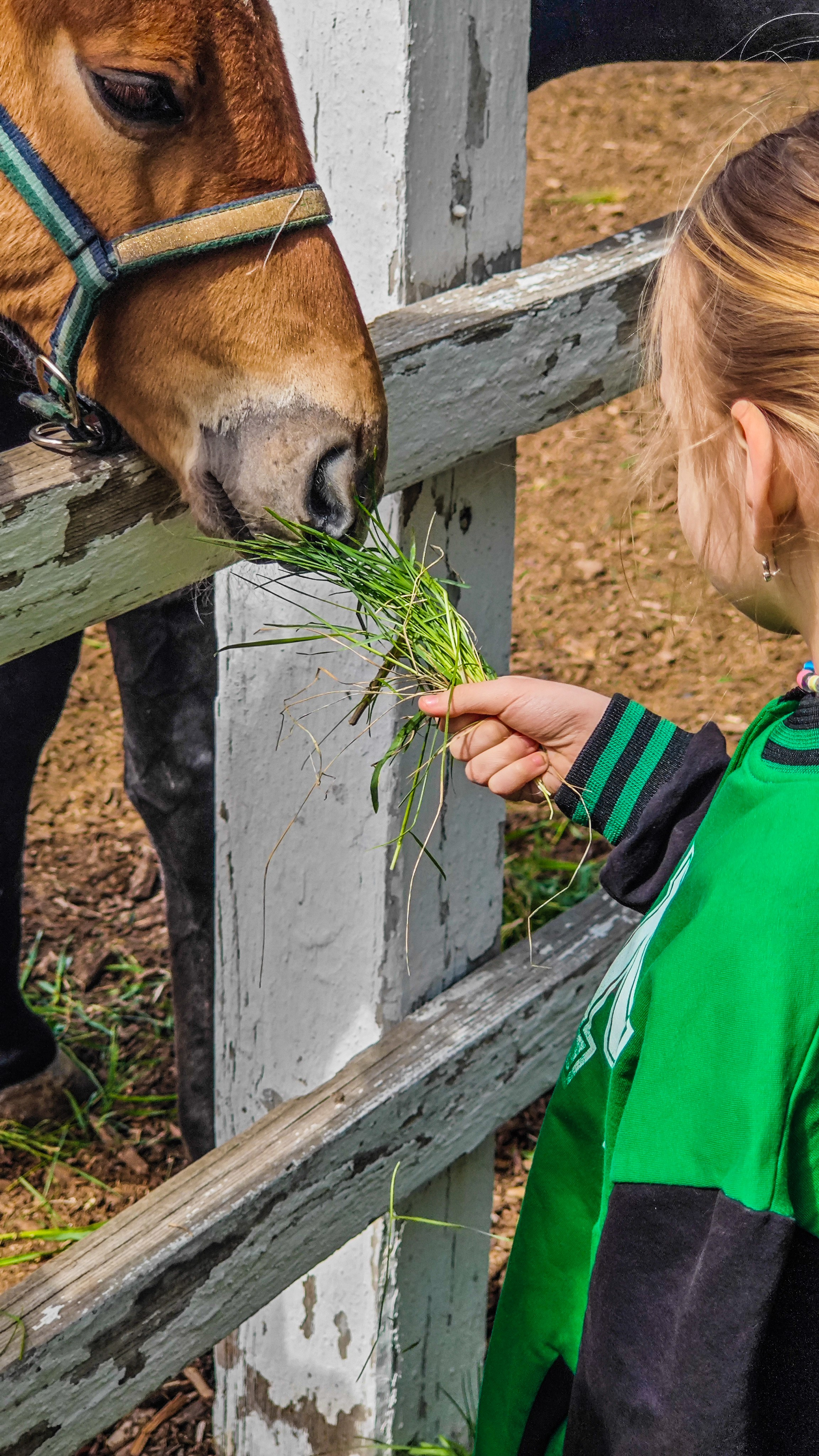 Красноярский ипподром. Открытие сезона 2025. Игорь Урывский. Фотограф Красноярск