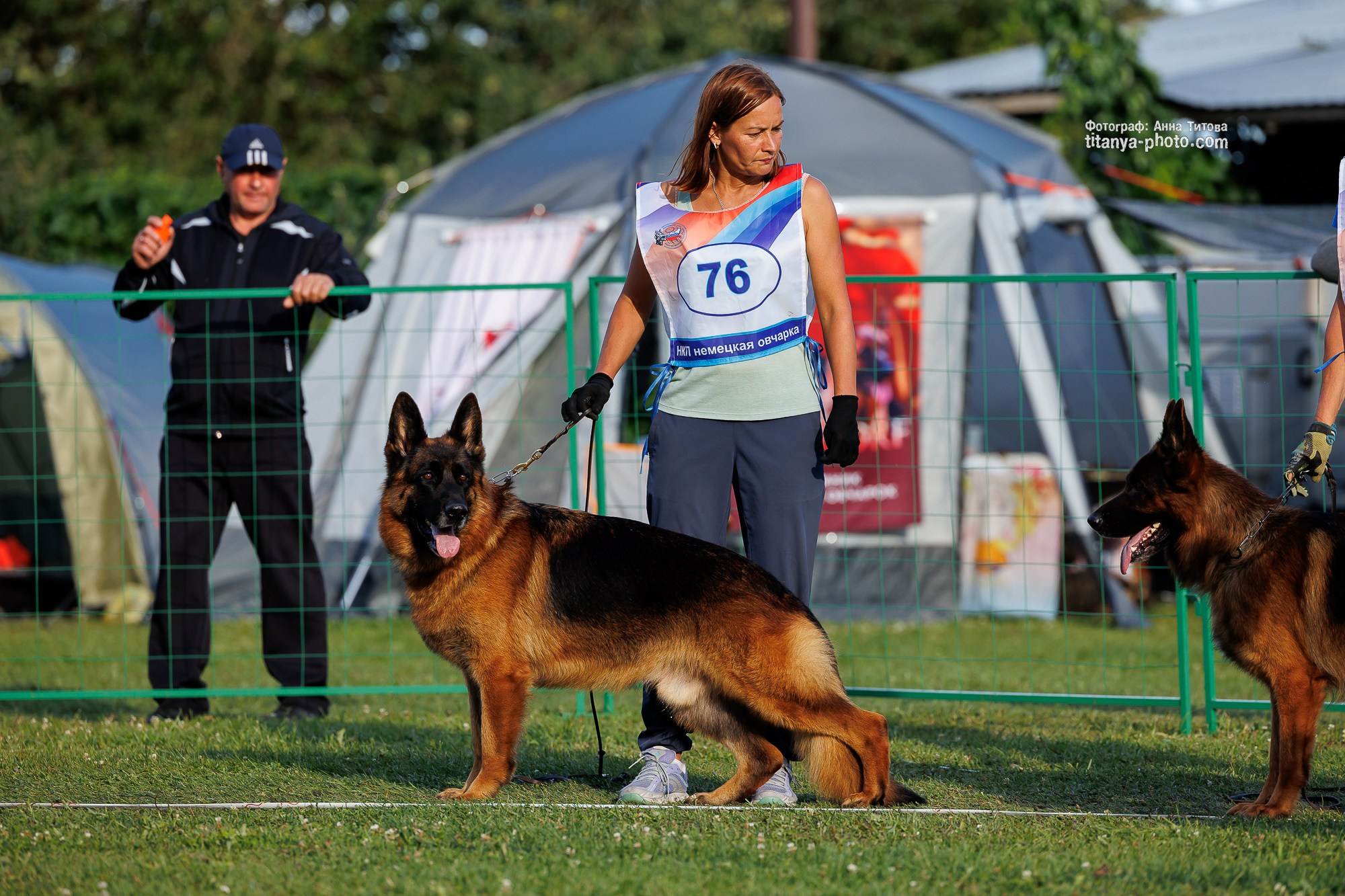 Немецкие овчарки: фото из рингов и вне ринга, мутпроба (фотографии с выставок). Фотограф собак, фотограф-анималист Аня Титова (Titanya). Москва