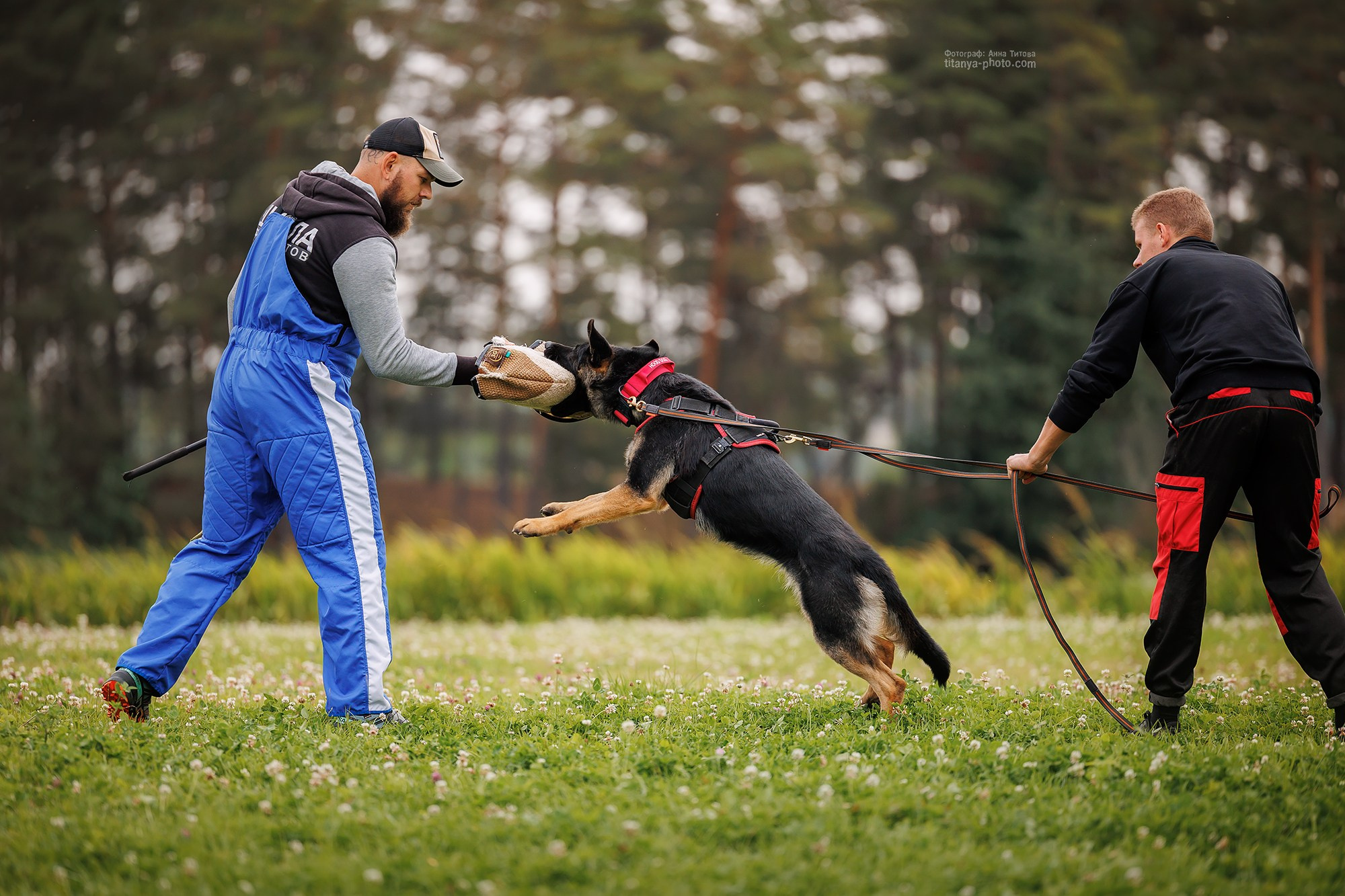 Тренировка по защите в питомнике немецких овчарок «Легенда Волги». Фотограф собак, фотограф-анималист Аня Титова (Titanya). Москва