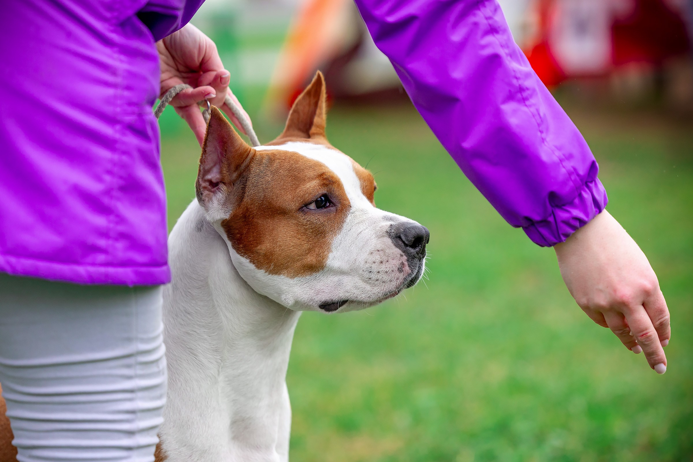11 мая 2025, Выставка РКФ, г. Пермь. Htykk_photo