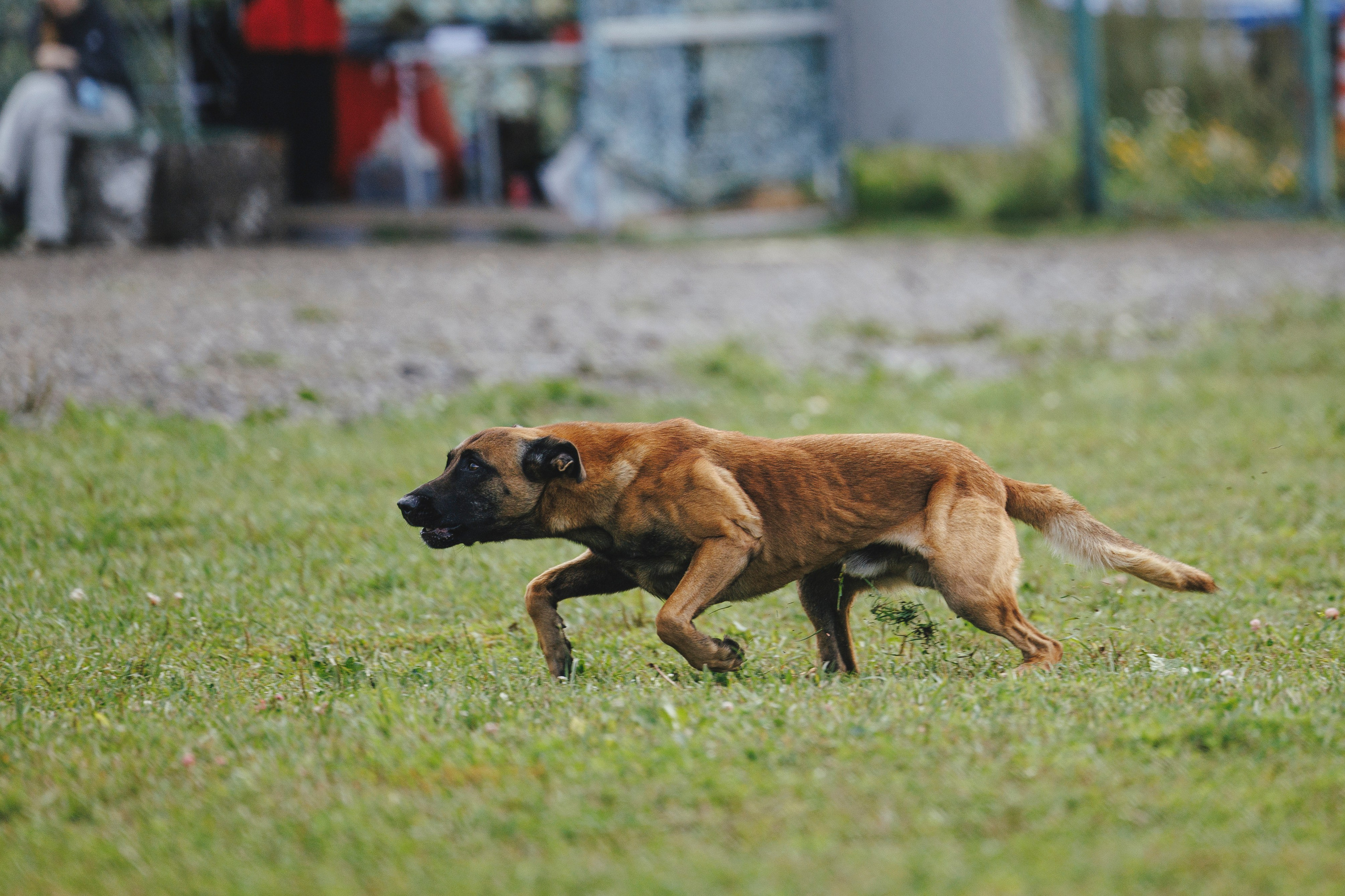 08.08.25-10.08.25 ЧР по мондьорингу г. Вологда. Фотограф-анималист Анна Маринич