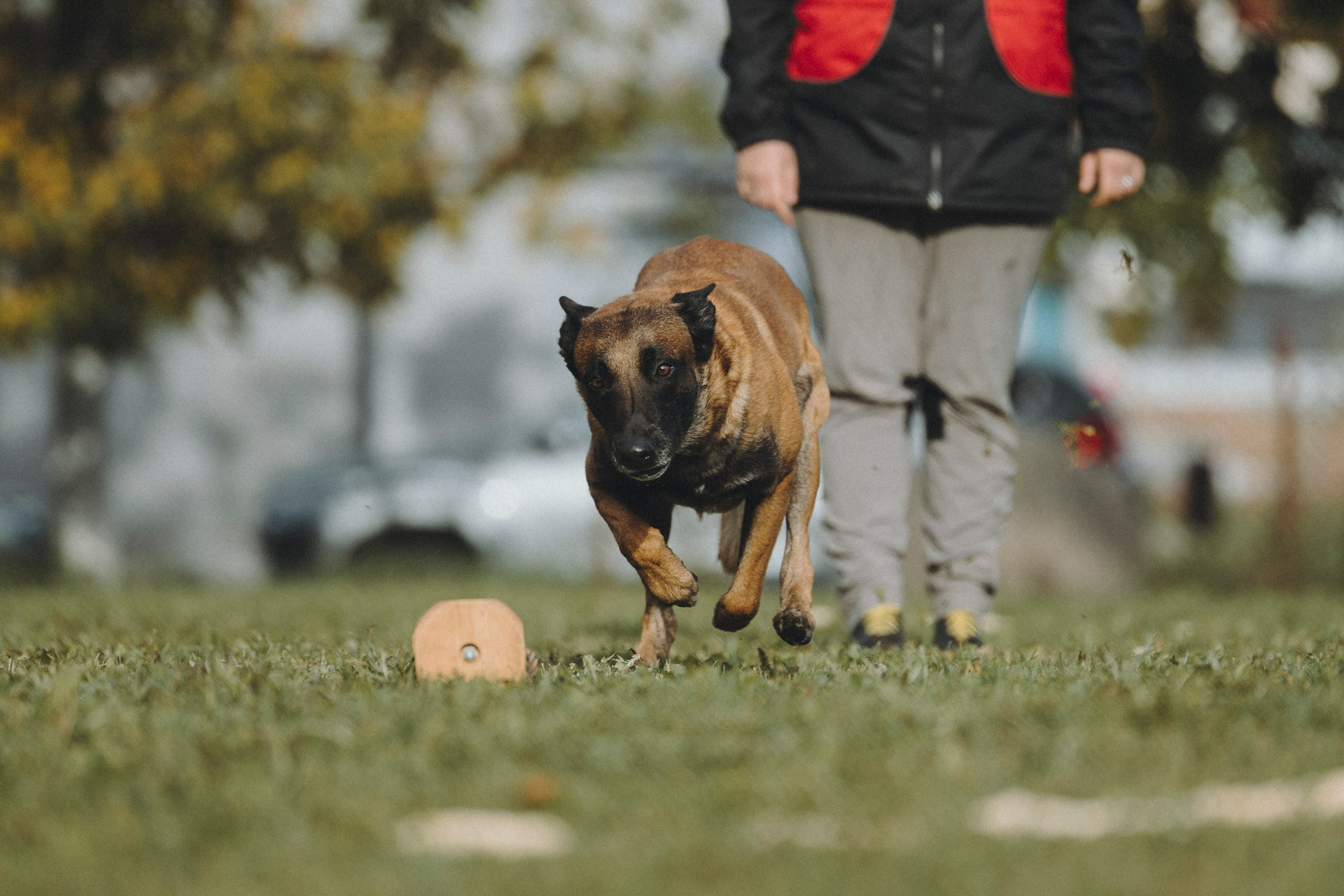 Испытания по мондьорингу г. Пушкин 29.09.2024. Фотограф-анималист Анна Маринич