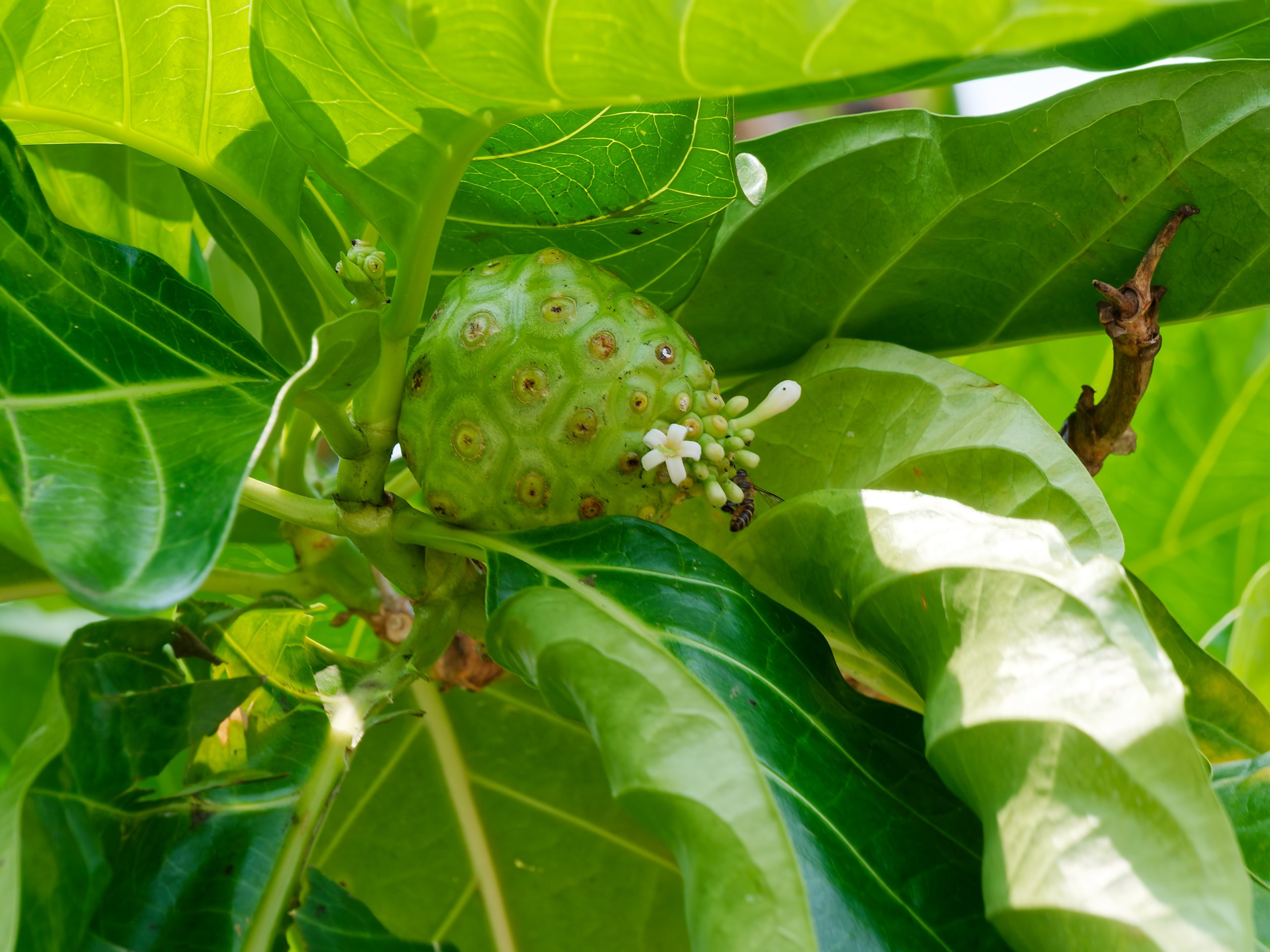 Хайнань 2026, флора, цветы и деревья. Фотопрогулки по Миру