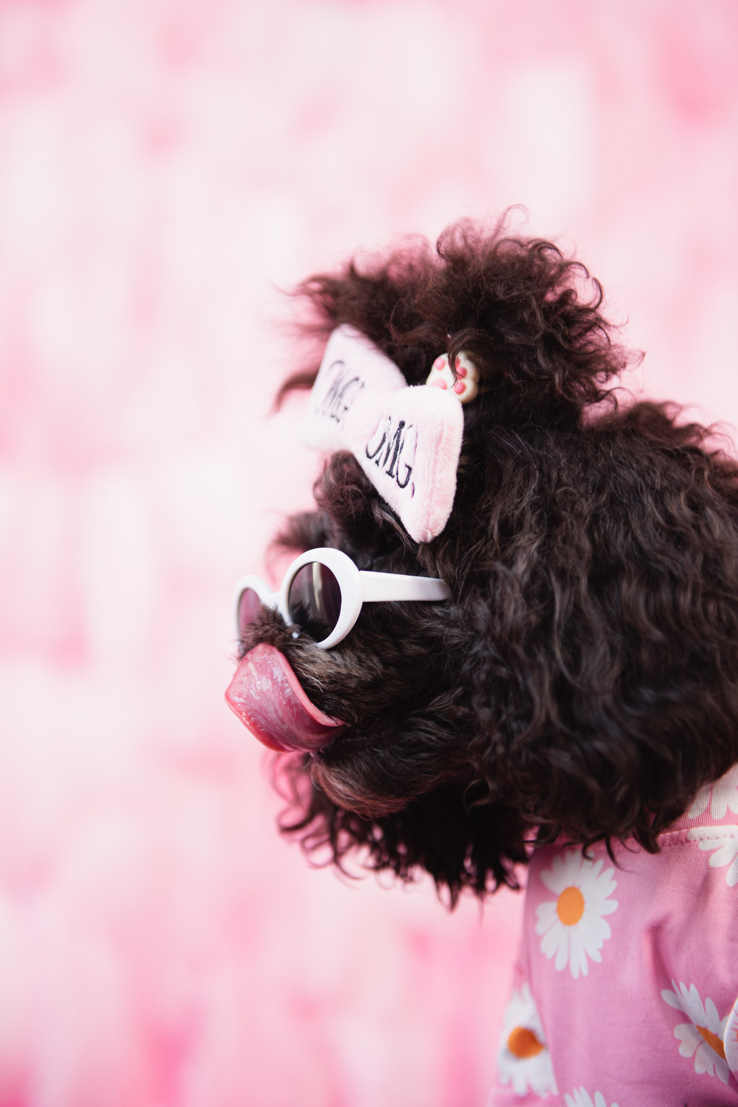 Pets. Фотограф в Москве Daria Lens