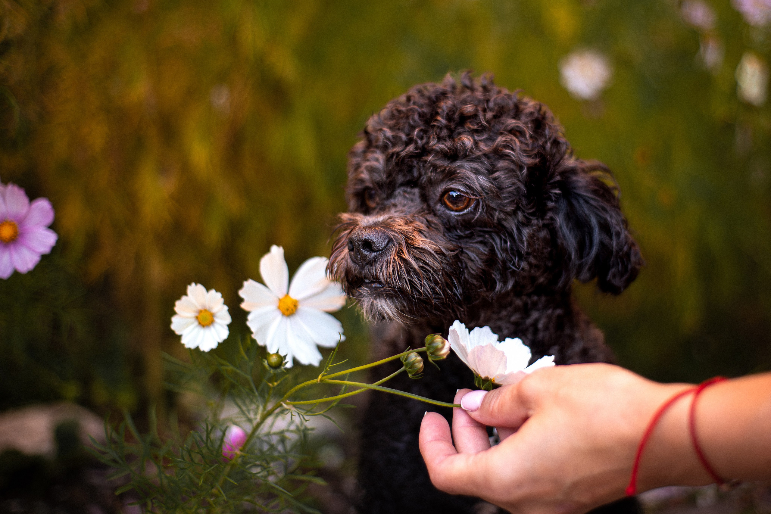 Анна и Бруно. Фотограф-анималист Мария Баркевич | Москва