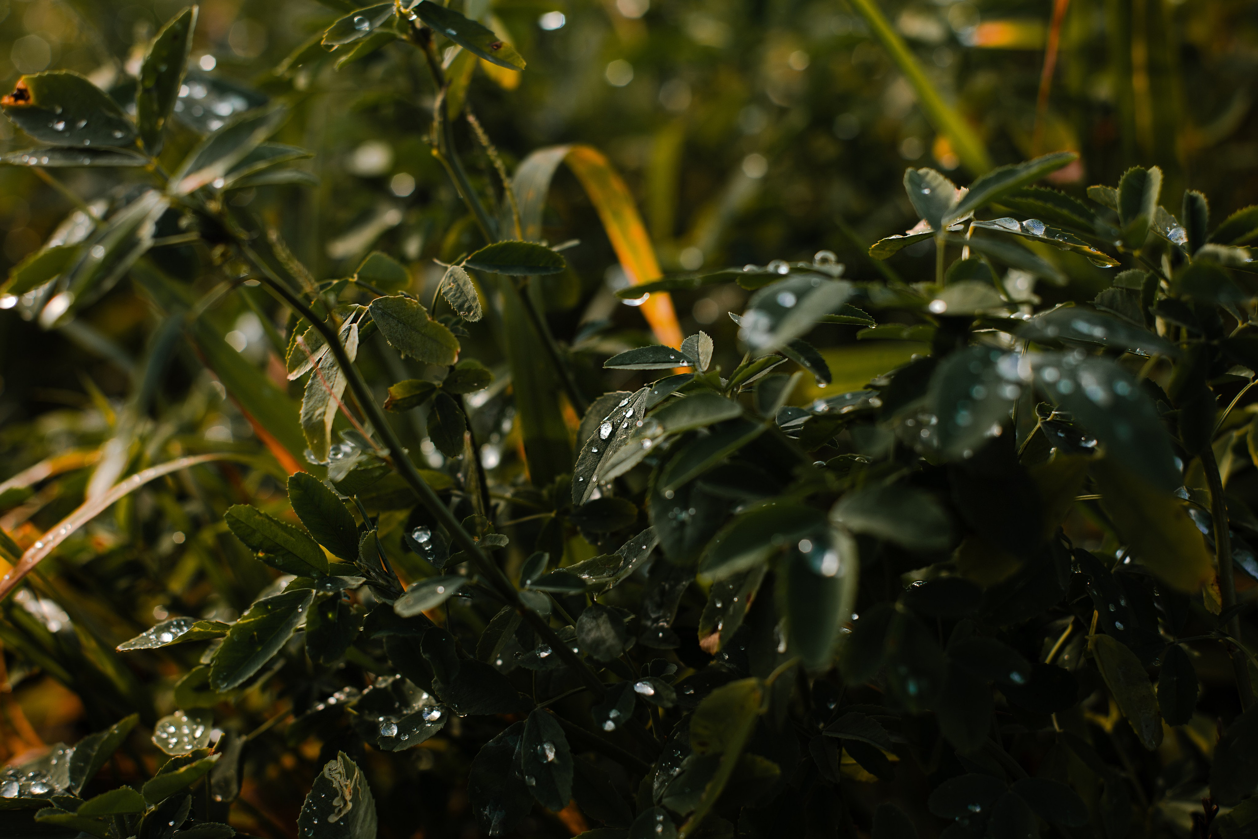 Юля, Антон и Лу. Фотограф-анималист Мария Баркевич | Москва