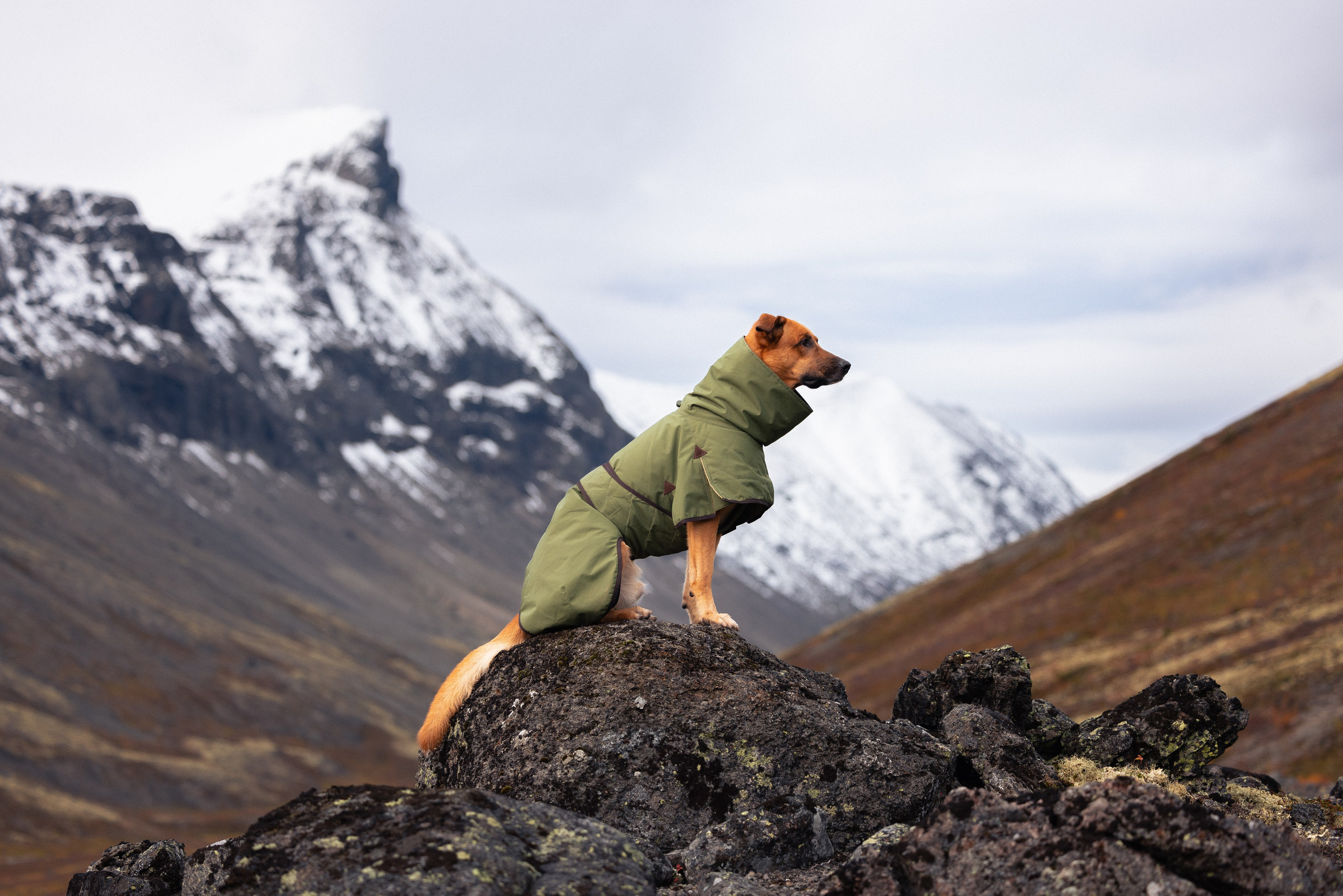 Кольский. Фотограф и видеограф анималист Аганина Дарья