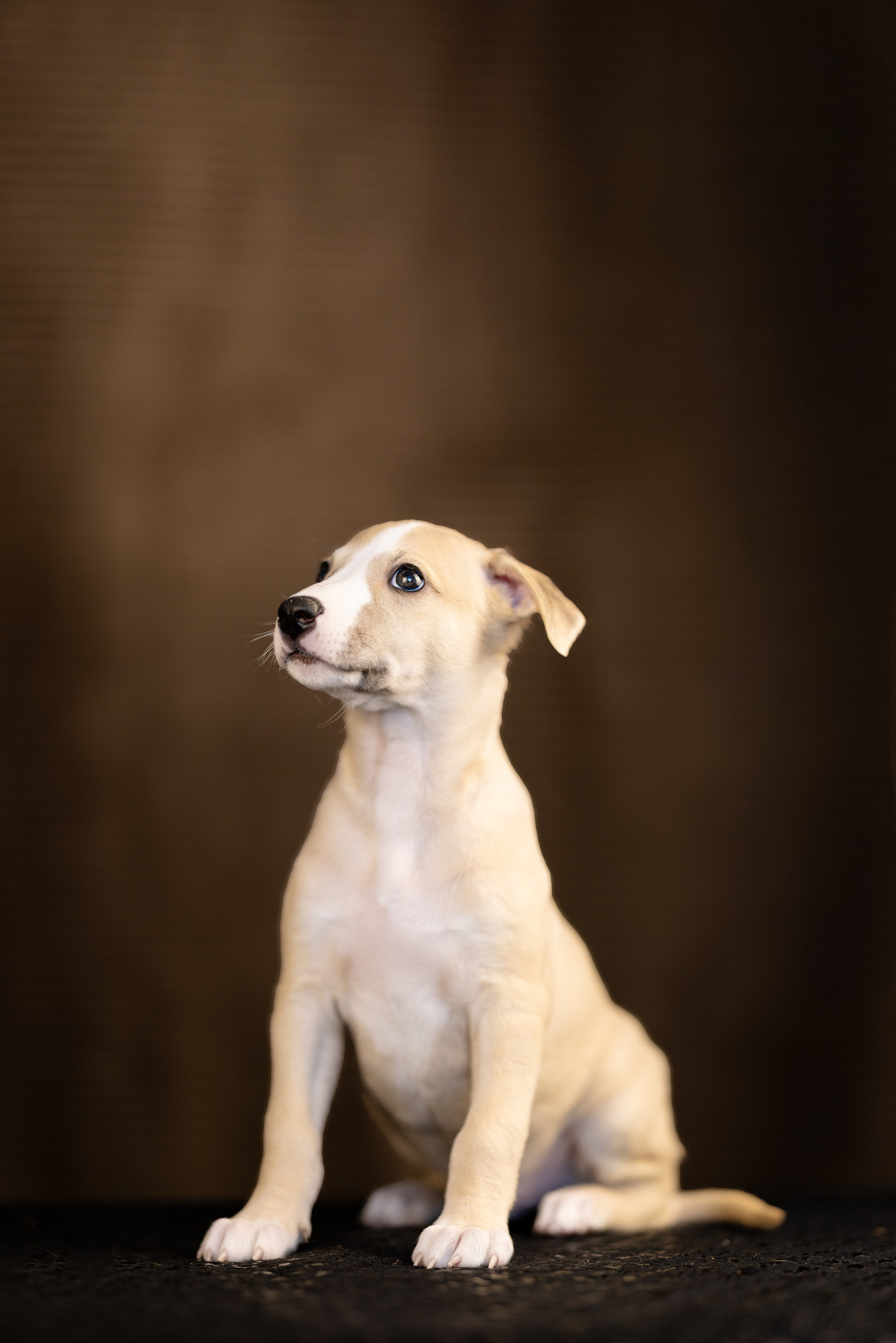 Уиппет. Фотограф и видеограф анималист Аганина Дарья