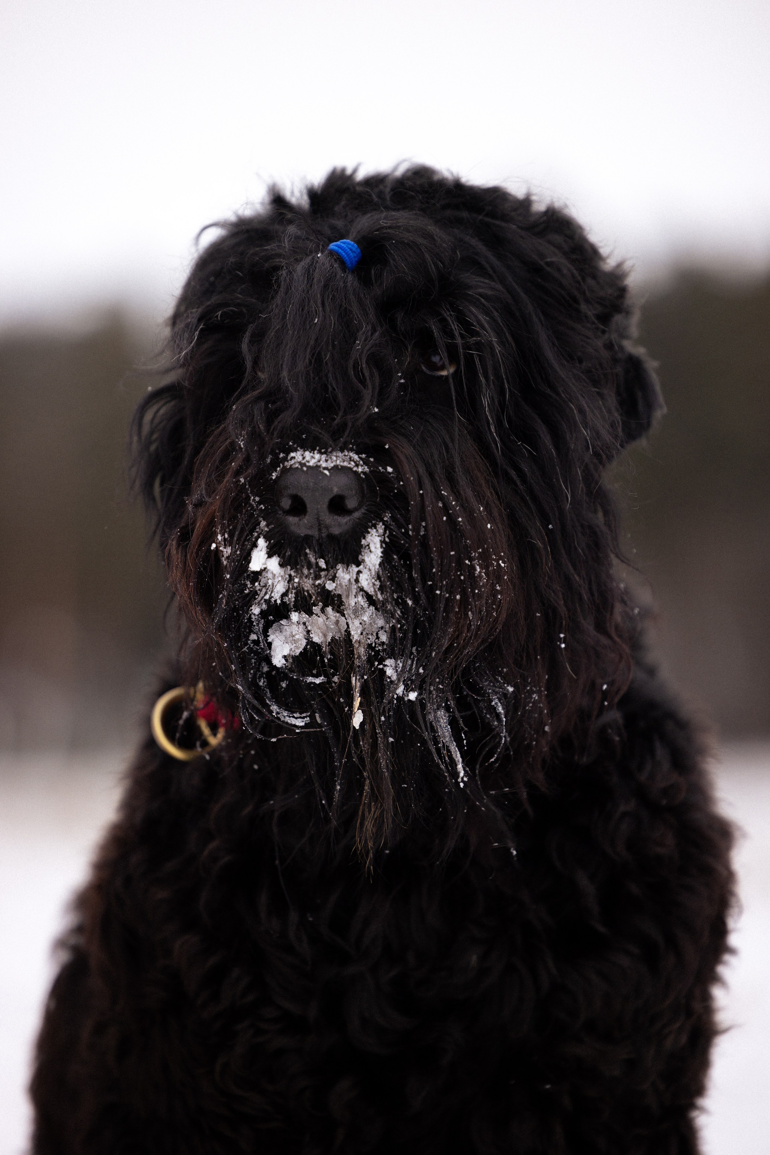 Анастасия и Ирга. Фотограф и видеограф анималист Аганина Дарья