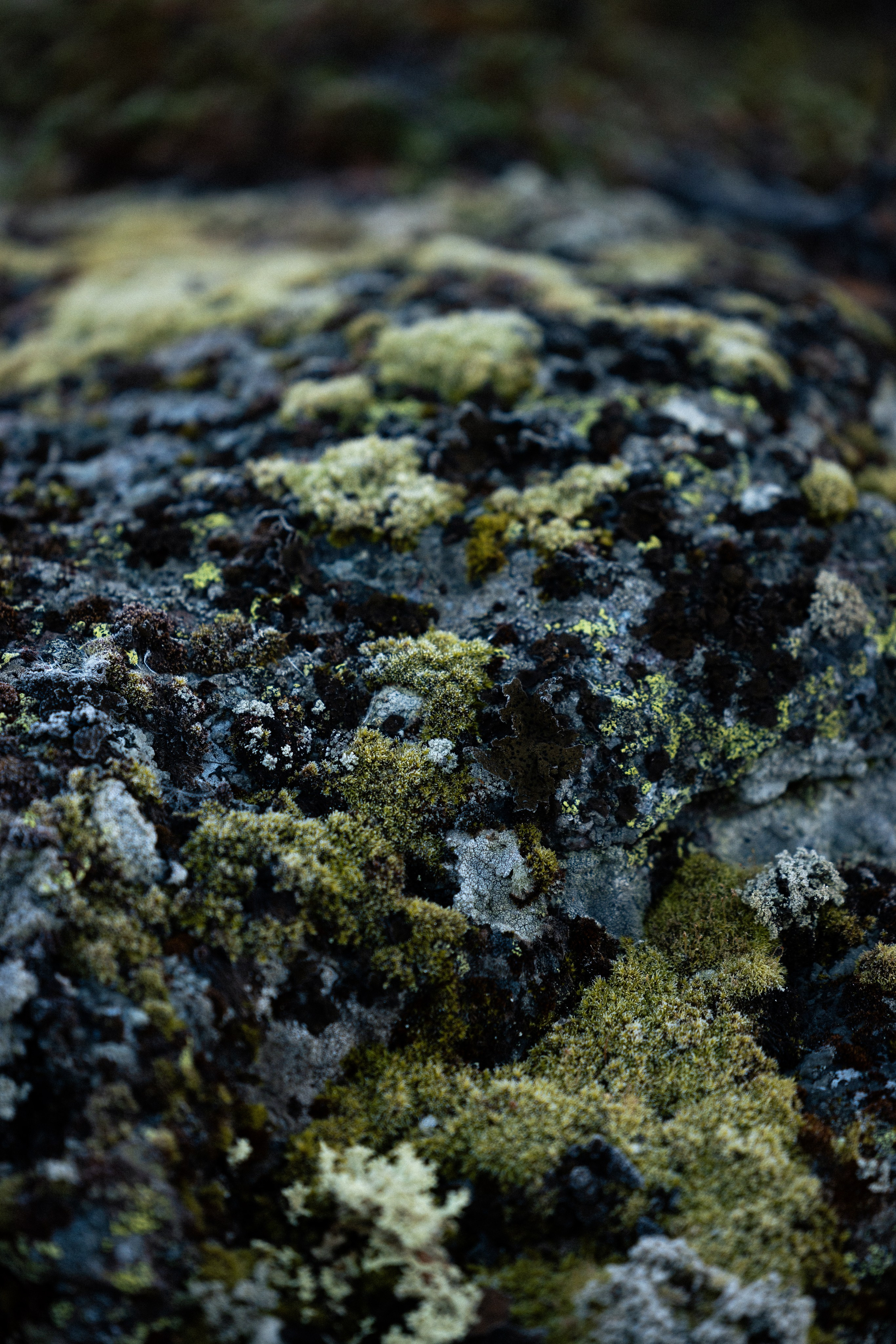 Кольский. Фотограф и видеограф анималист Аганина Дарья