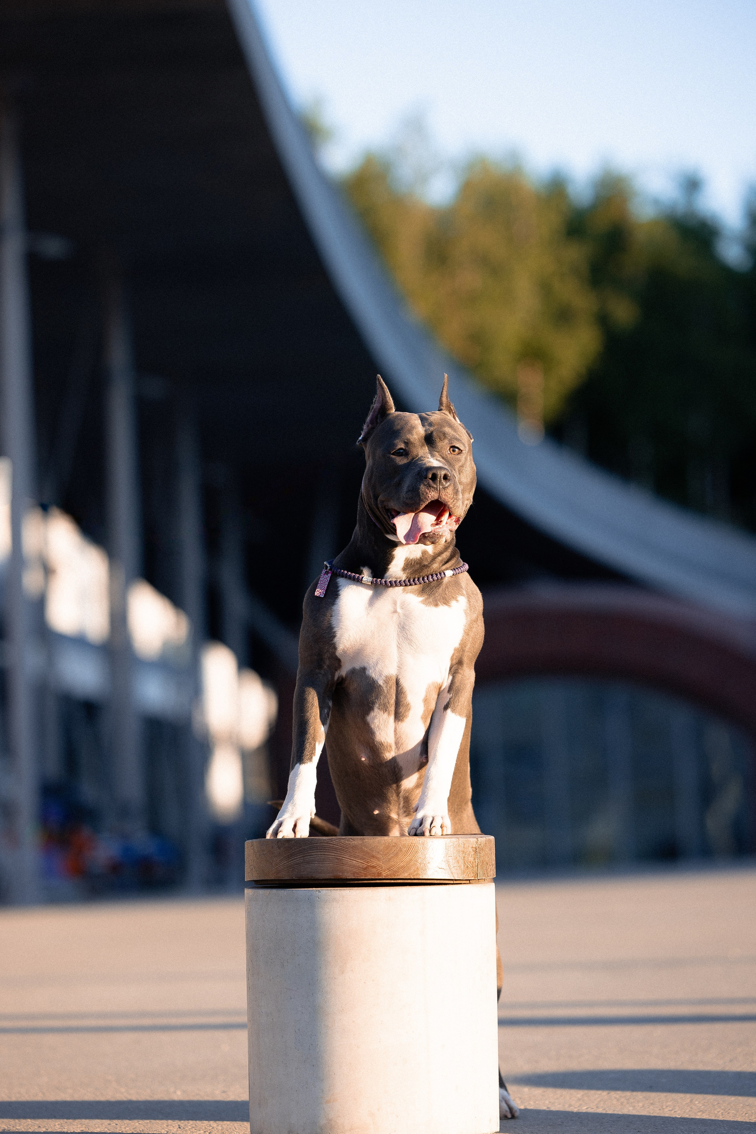 Катя, Леша, Трой и Лея. Фотограф и видеограф анималист Аганина Дарья