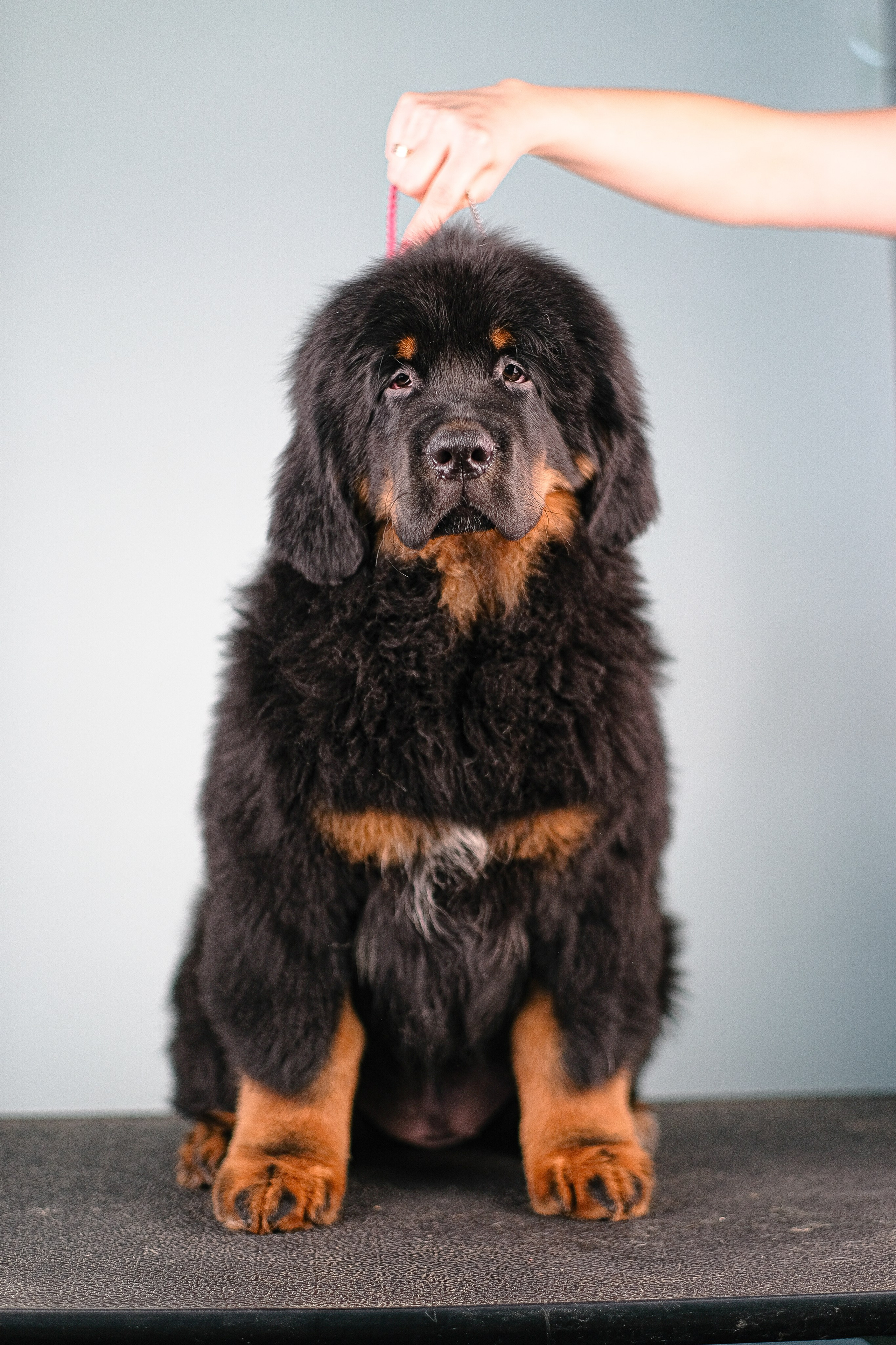 Тибетский мастиф. Фотограф и видеограф анималист Аганина Дарья