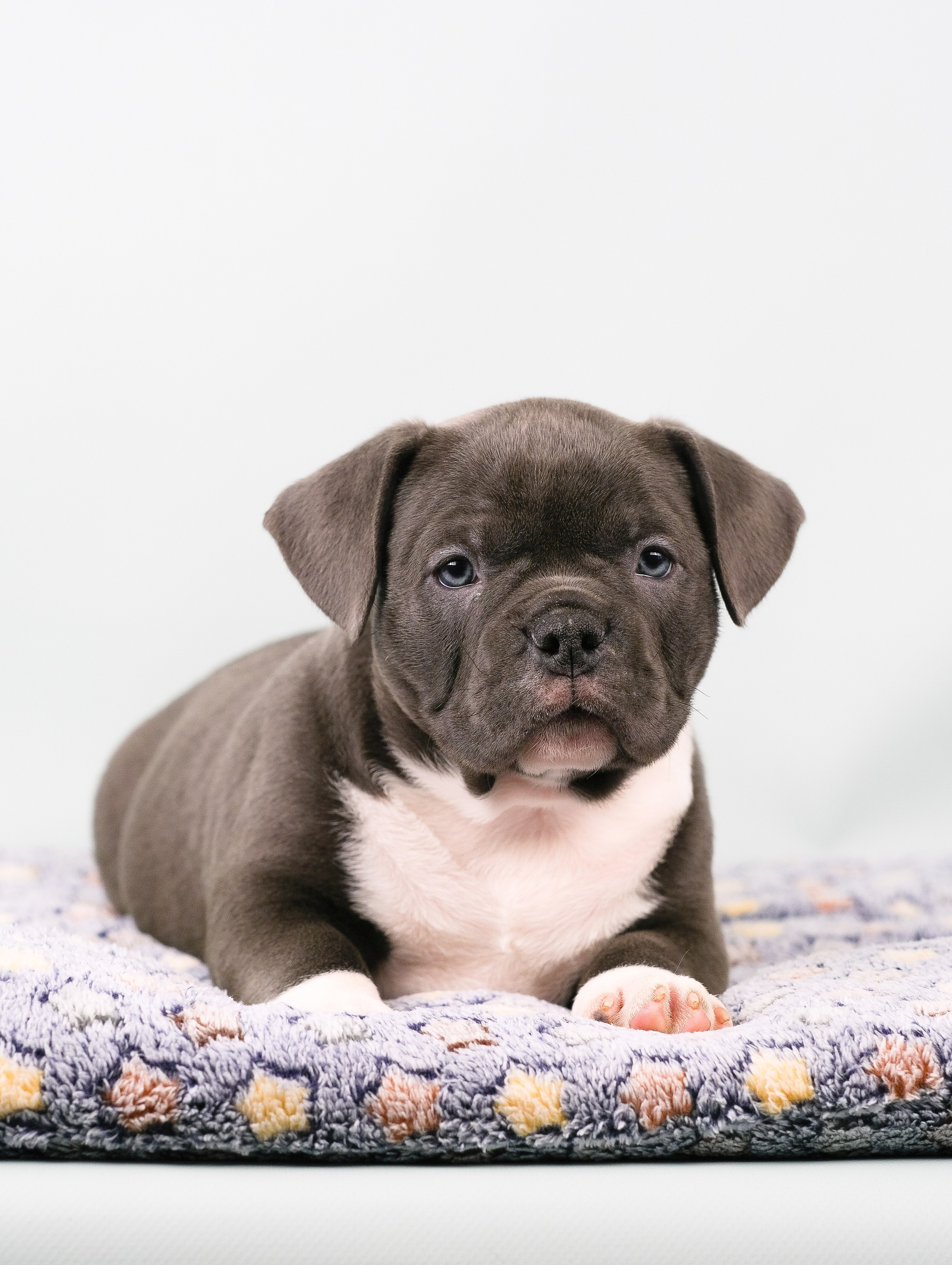 Американский Булли. Фотограф и видеограф анималист Аганина Дарья