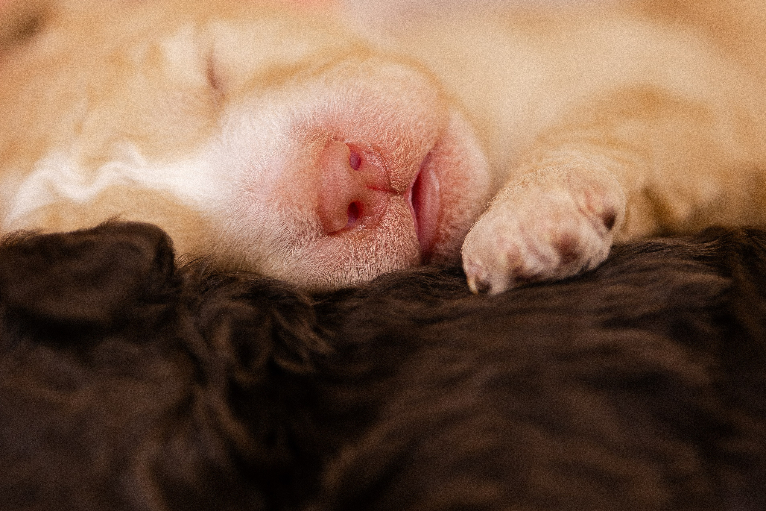 Лаготто Романьоло. Фотограф и видеограф анималист Аганина Дарья