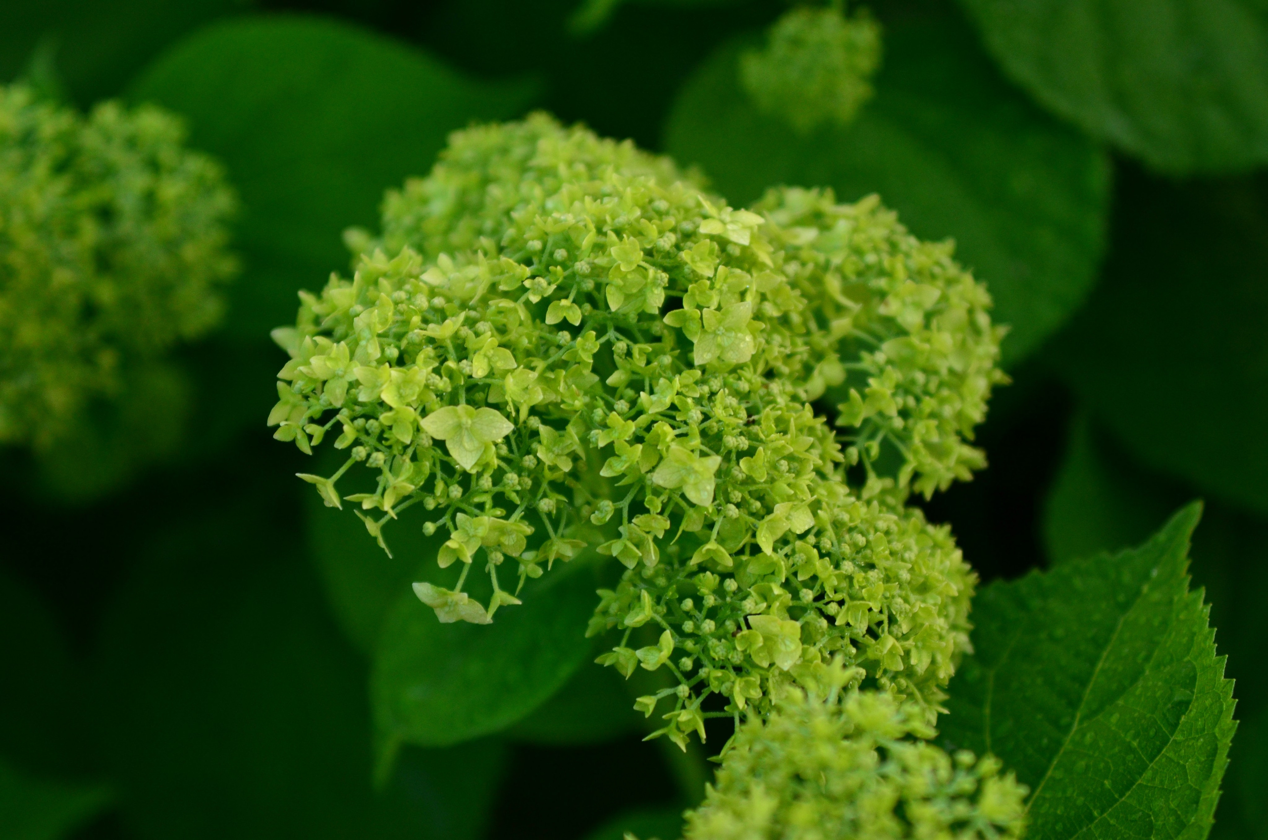 Дары природы. Фотограф viktor viktor