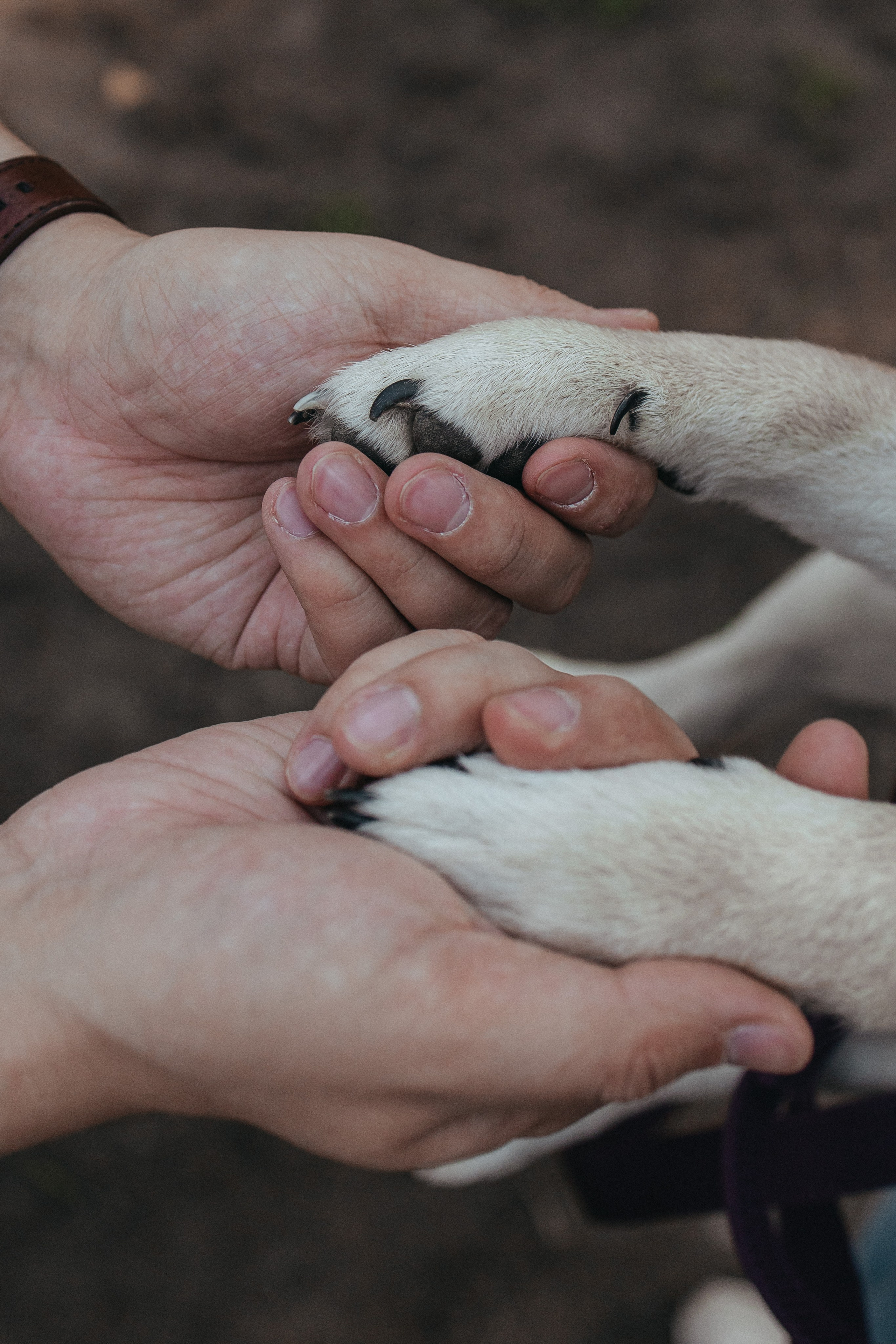 Фотосессия с собакой для Светы, Сергея и их любимчика Апи. Семейный фотограф в Москве, Щелково, Фрязино _ Виктория Степанова