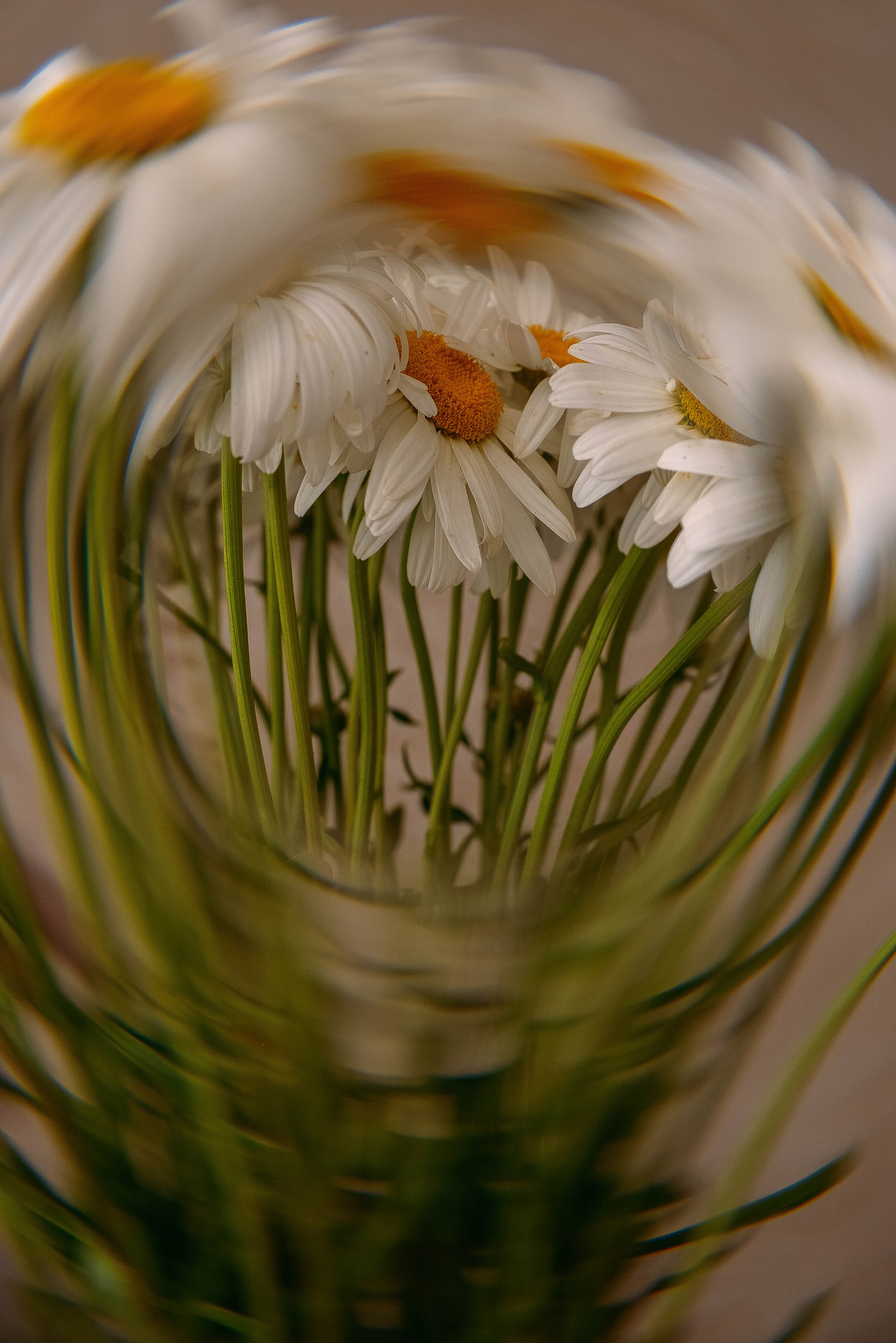 ПРЕДМЕТНАЯ/ МАКРО. Фотограф Фомина Екатерина Сергеевна