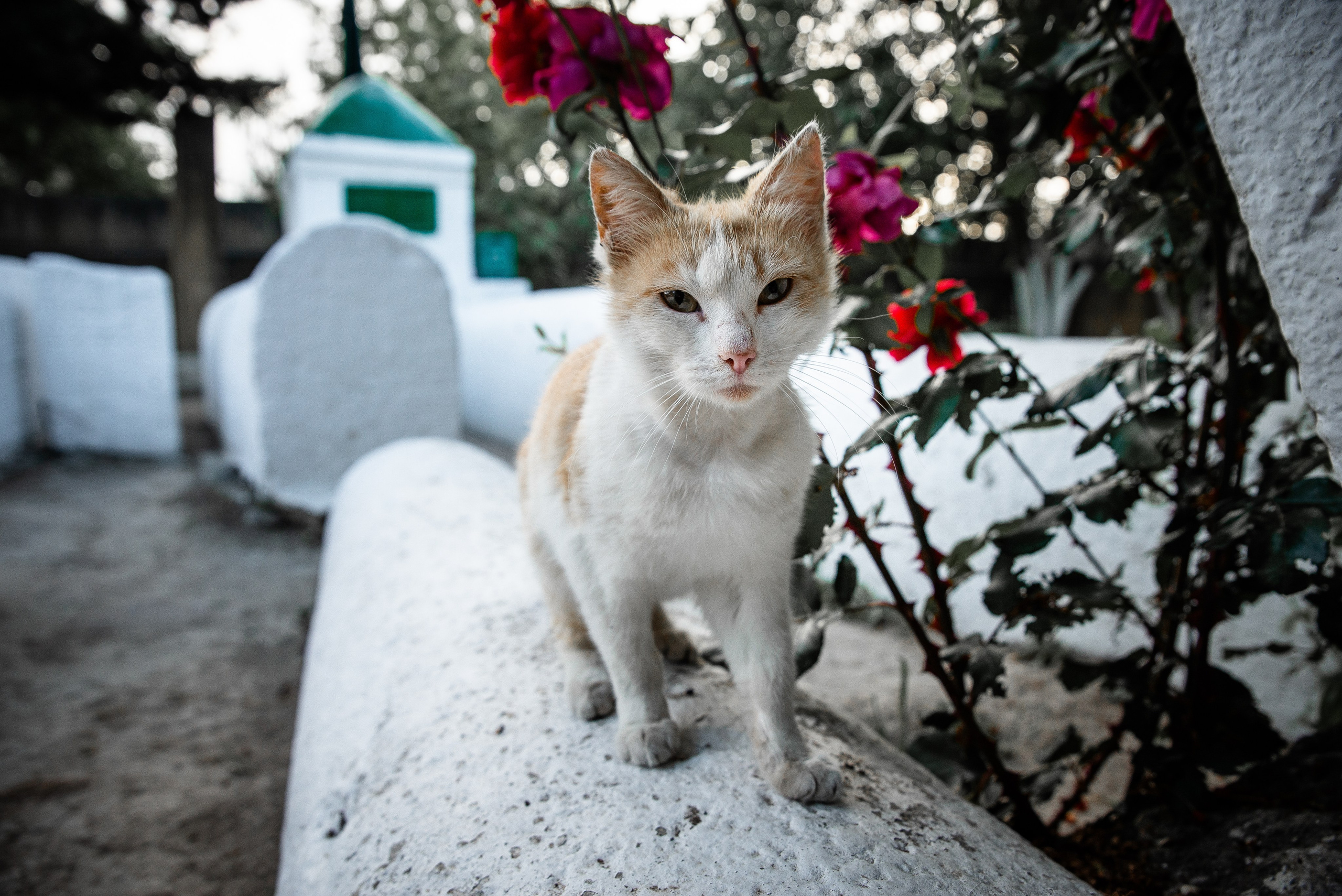 Дагестан. Фотограф Крещение Венчание Москва