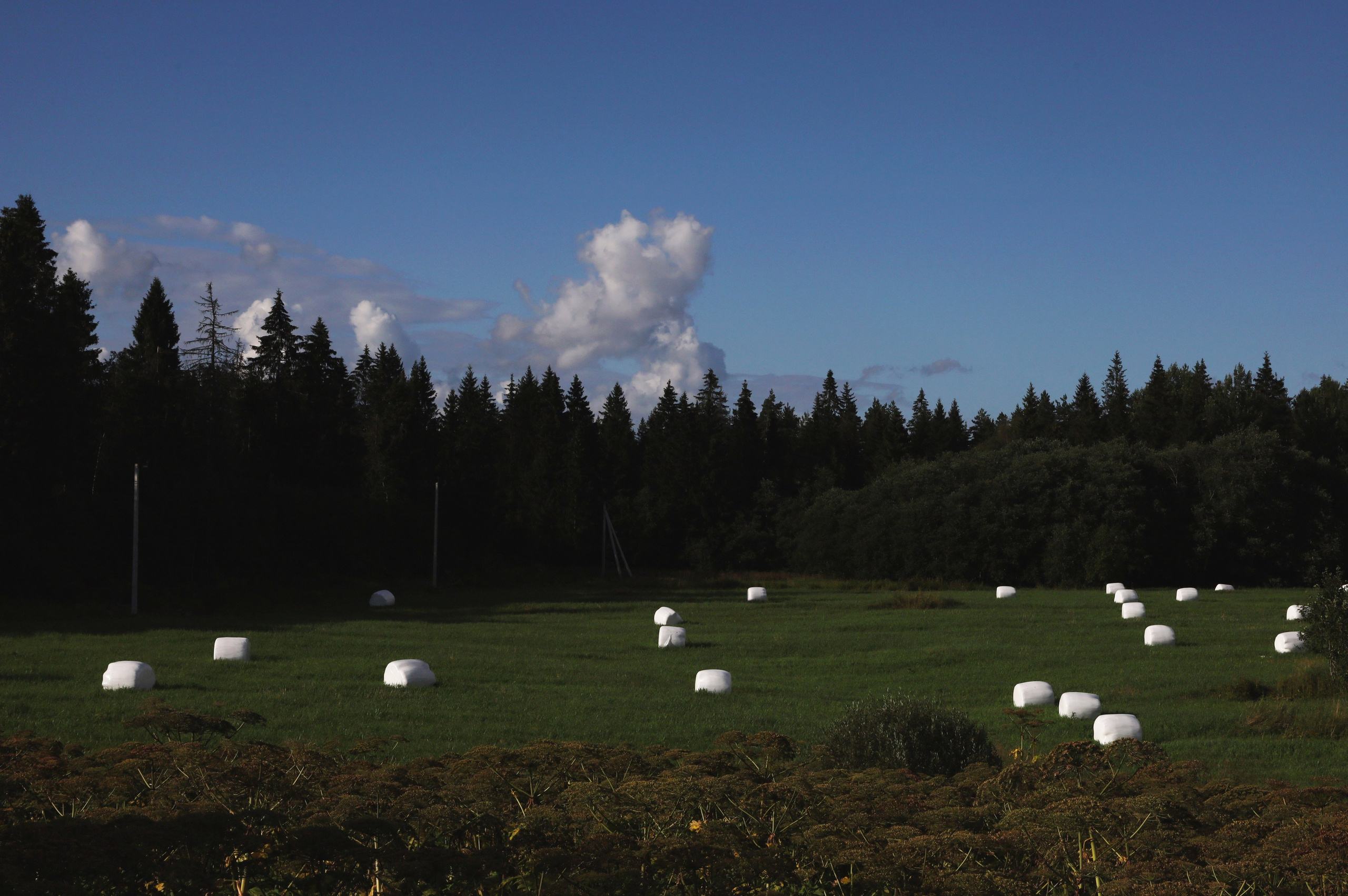 СПБ СТРИТ ______/ \__. СПБНЛО