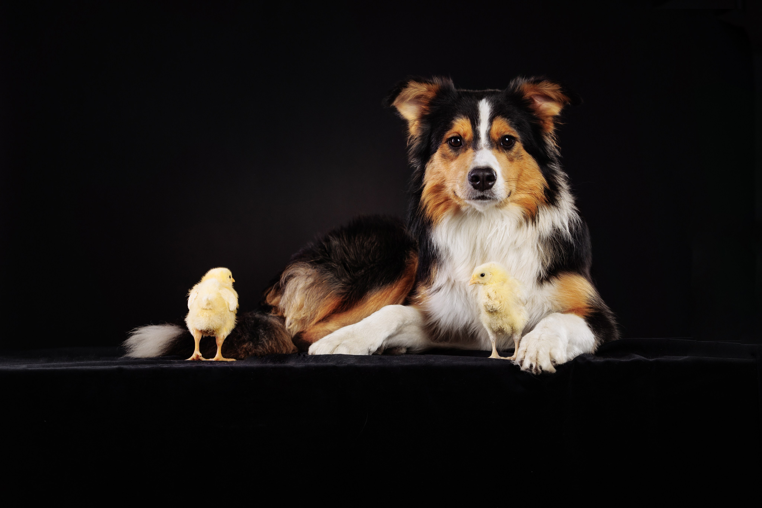 С цыпами. О нас