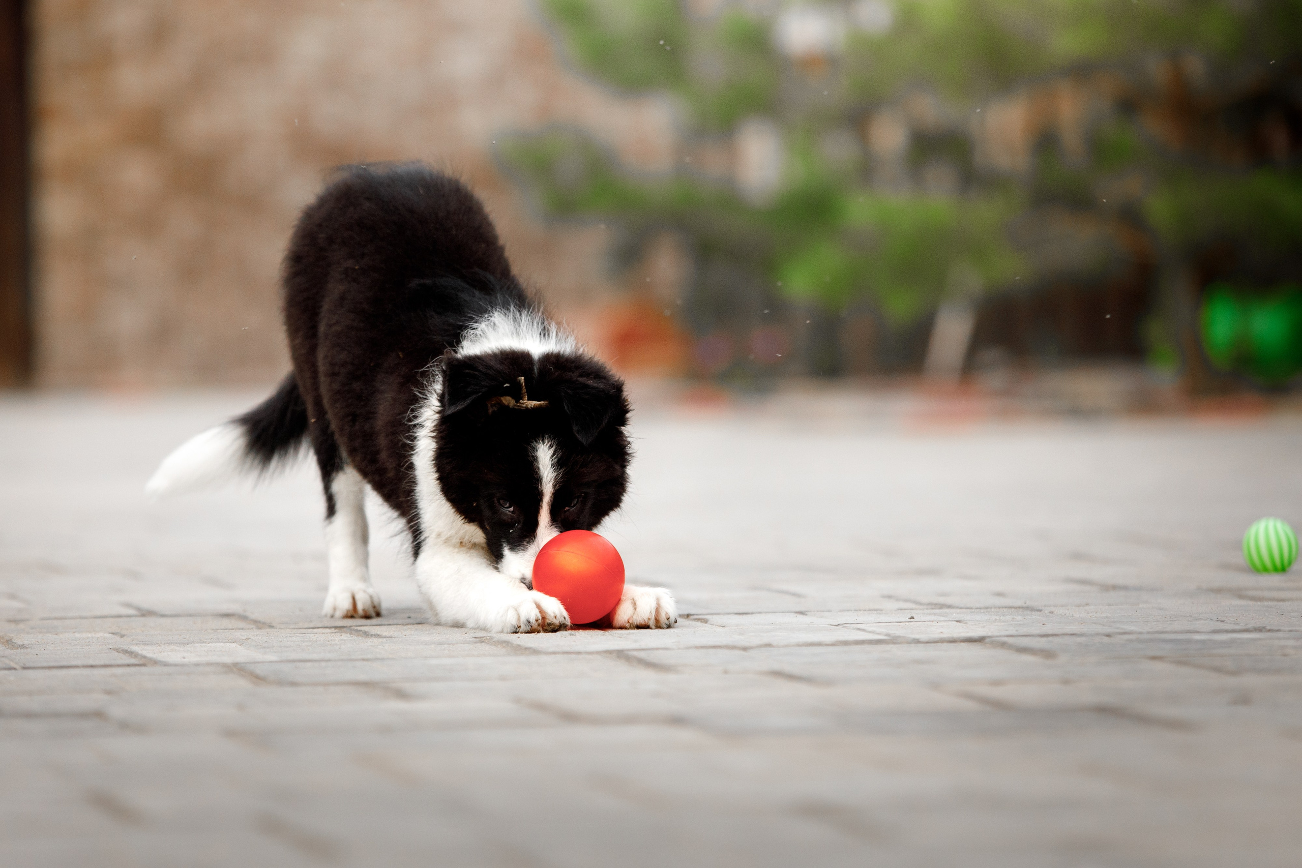 Болтовня в саду. О нас