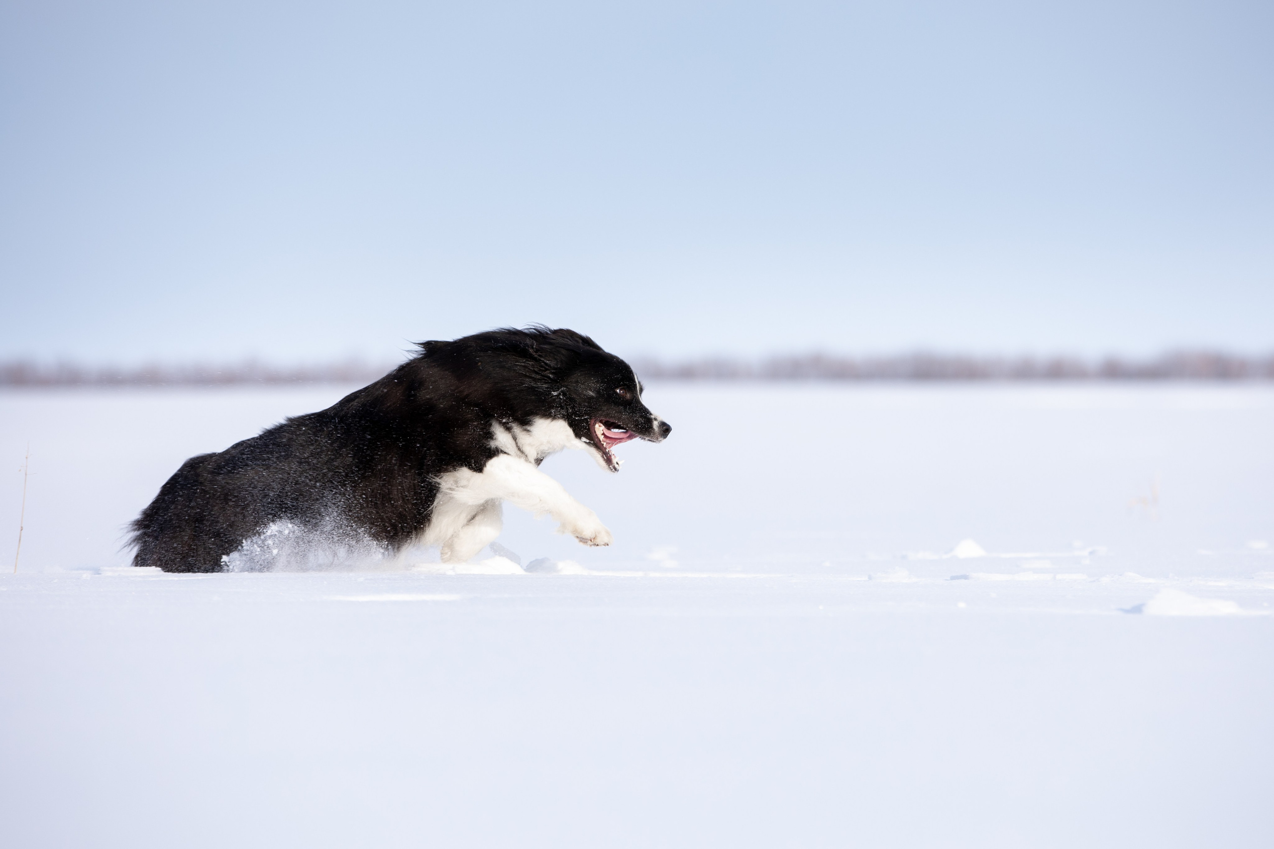 Мороз и солнце. О нас