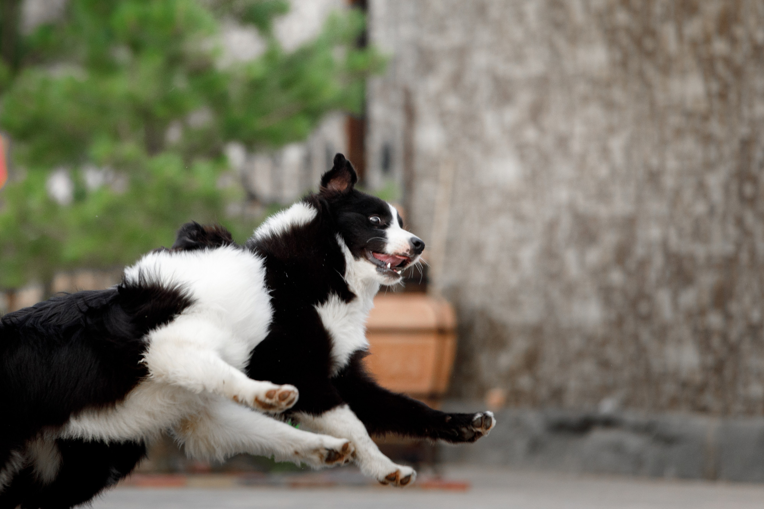Болтовня в саду. О нас