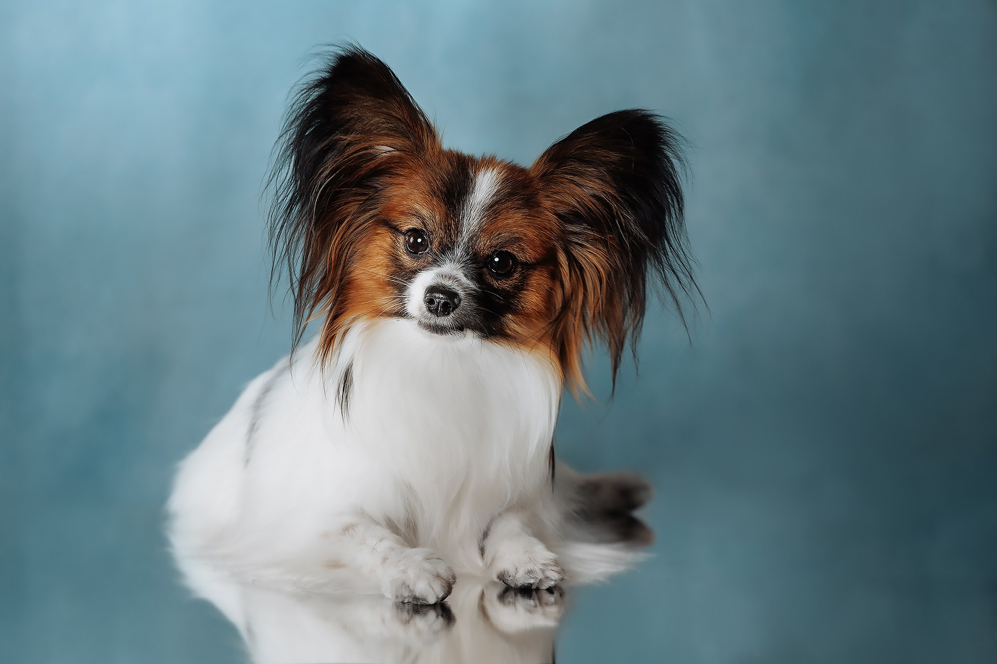 Синева. О нас