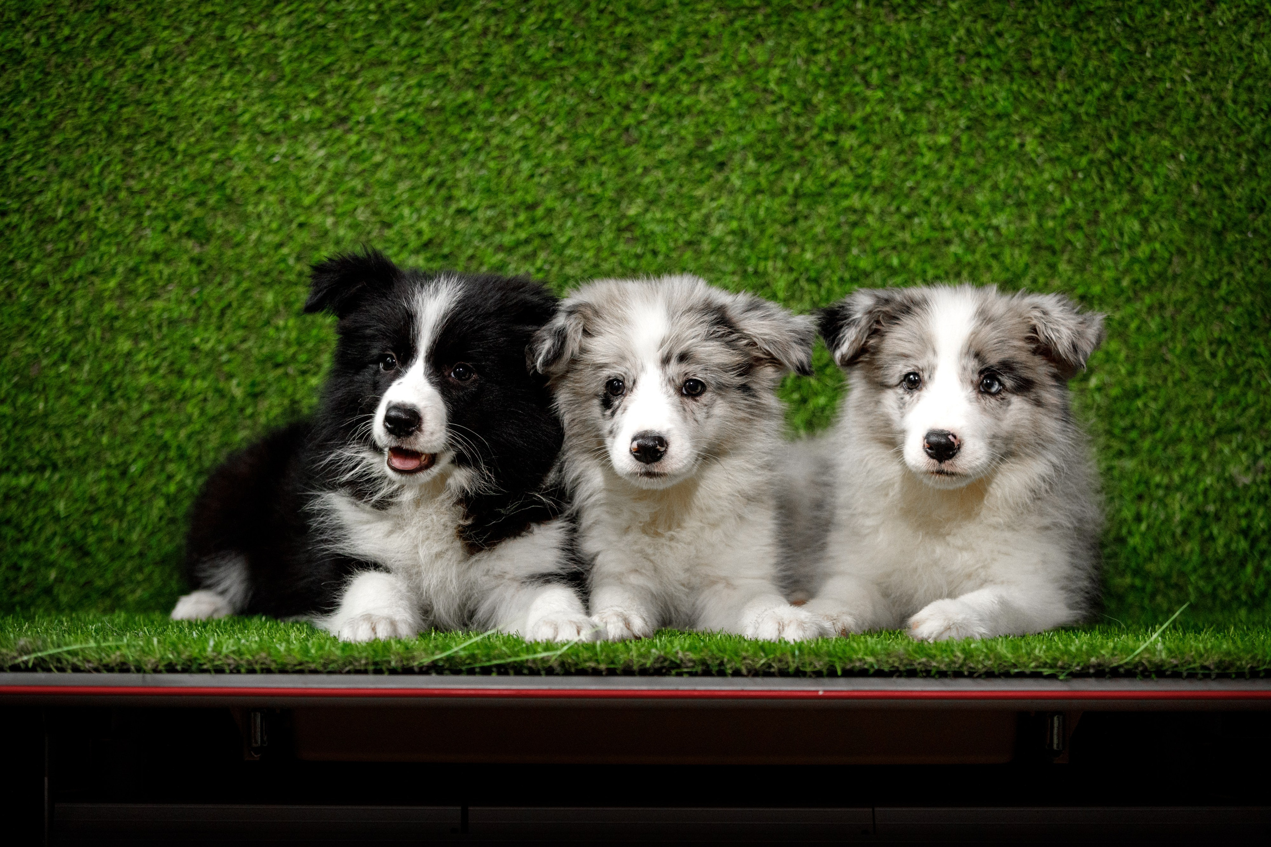 Болтовня в саду. О нас