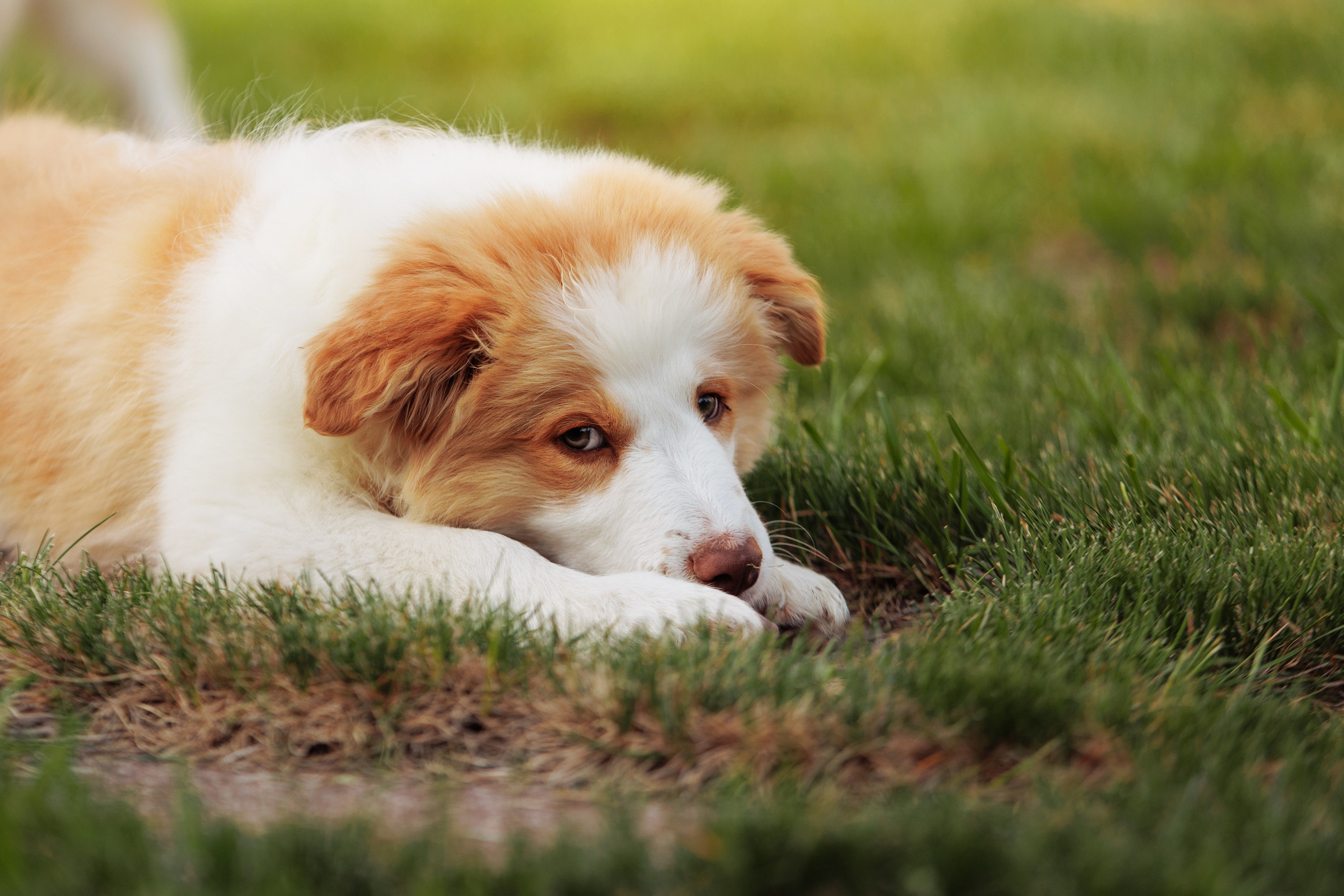 СОлнечные. О нас