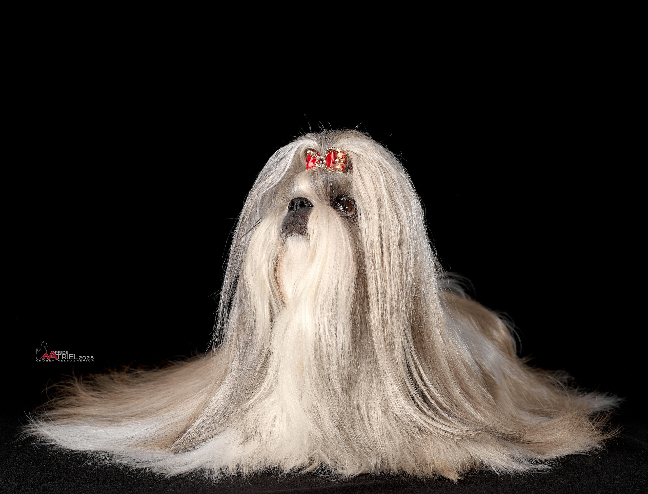 Собаки в студии — галерея NATRIEL