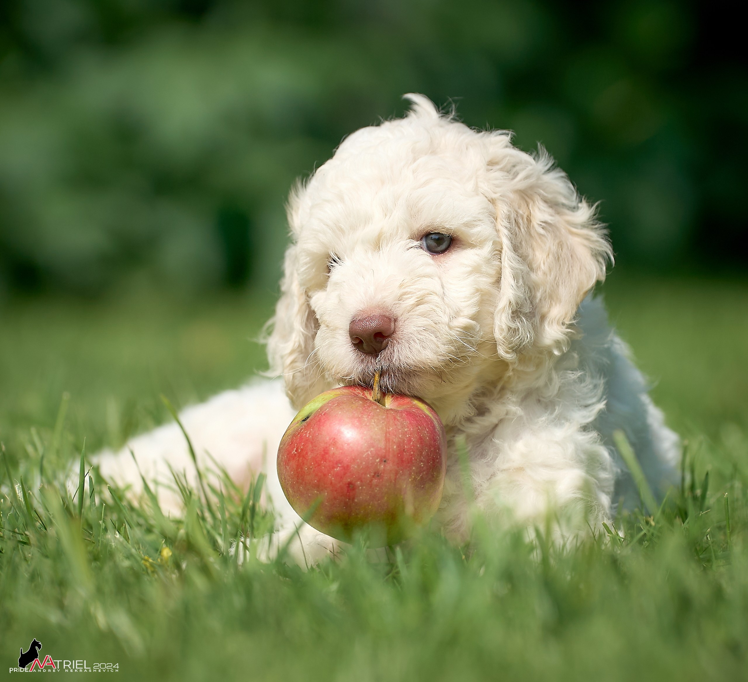 Съемка щенков лаготто