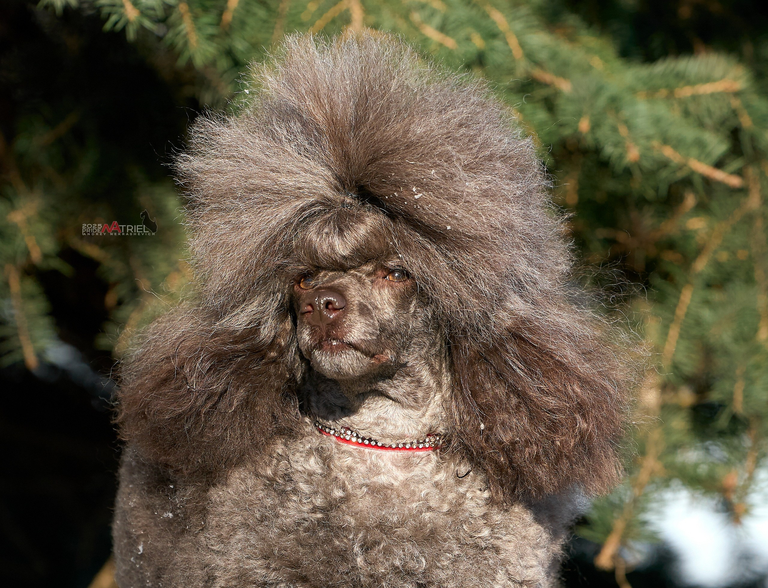 Фотопрогулка с пуделем