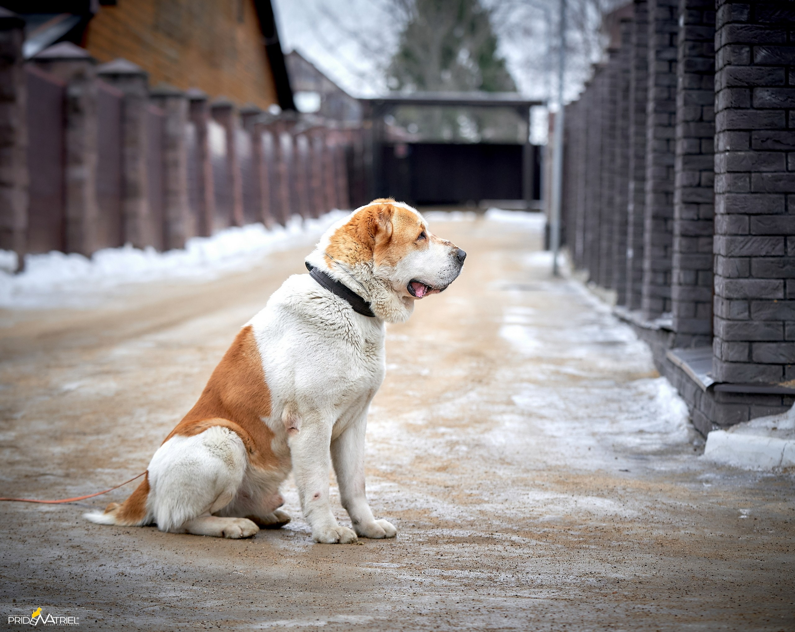 Портреты собак — галерея NATRIEL