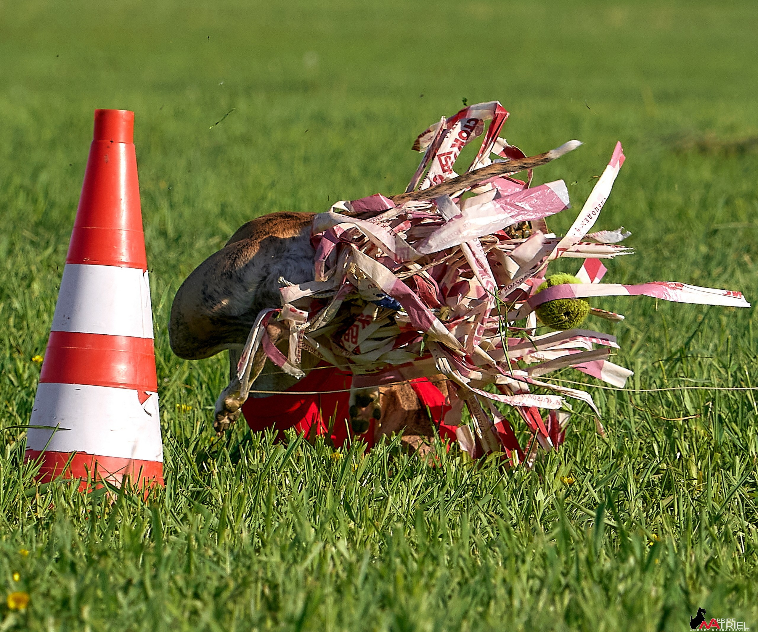 Съемка курсинг — галерея NATRIEL