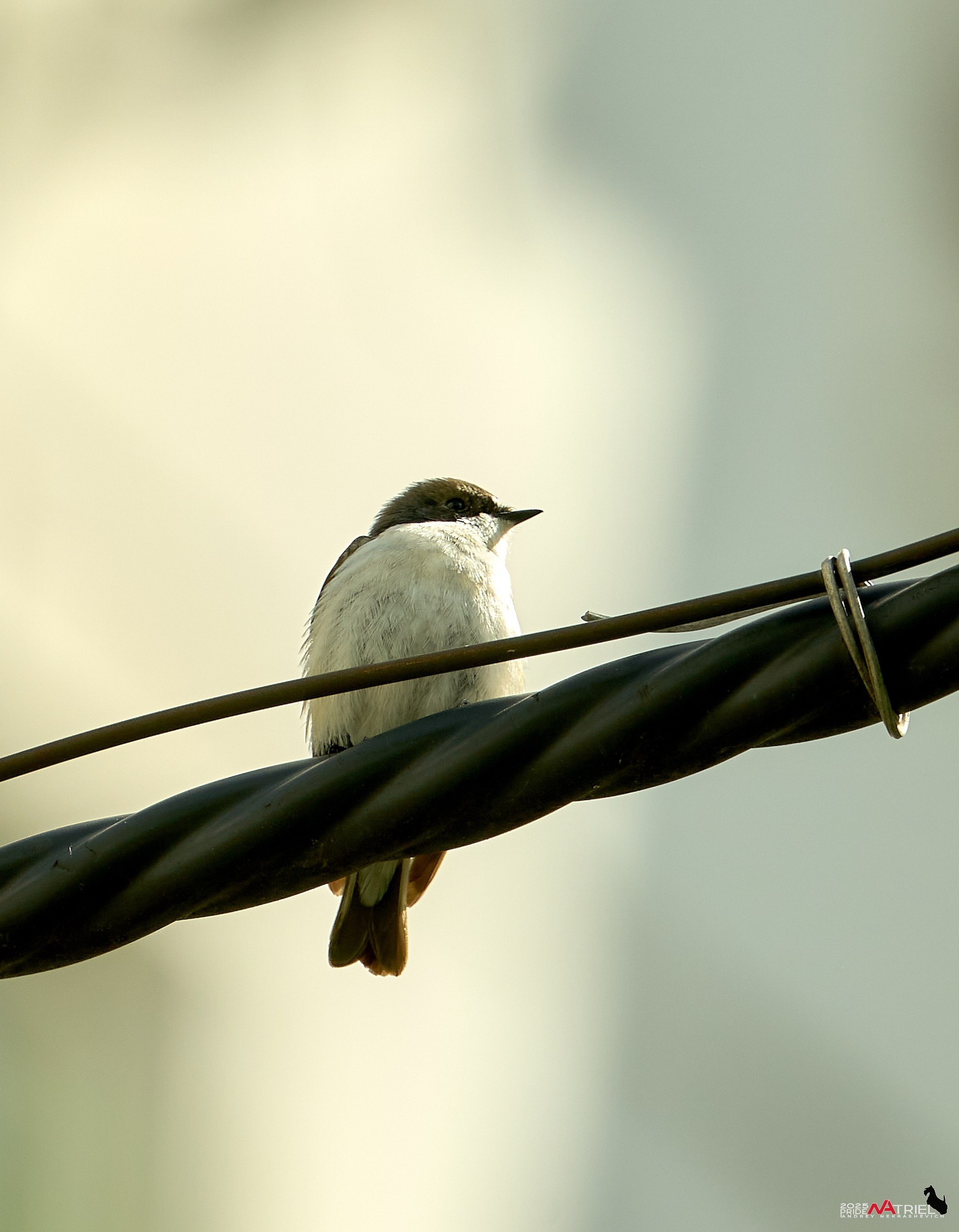 Птички и цветочки