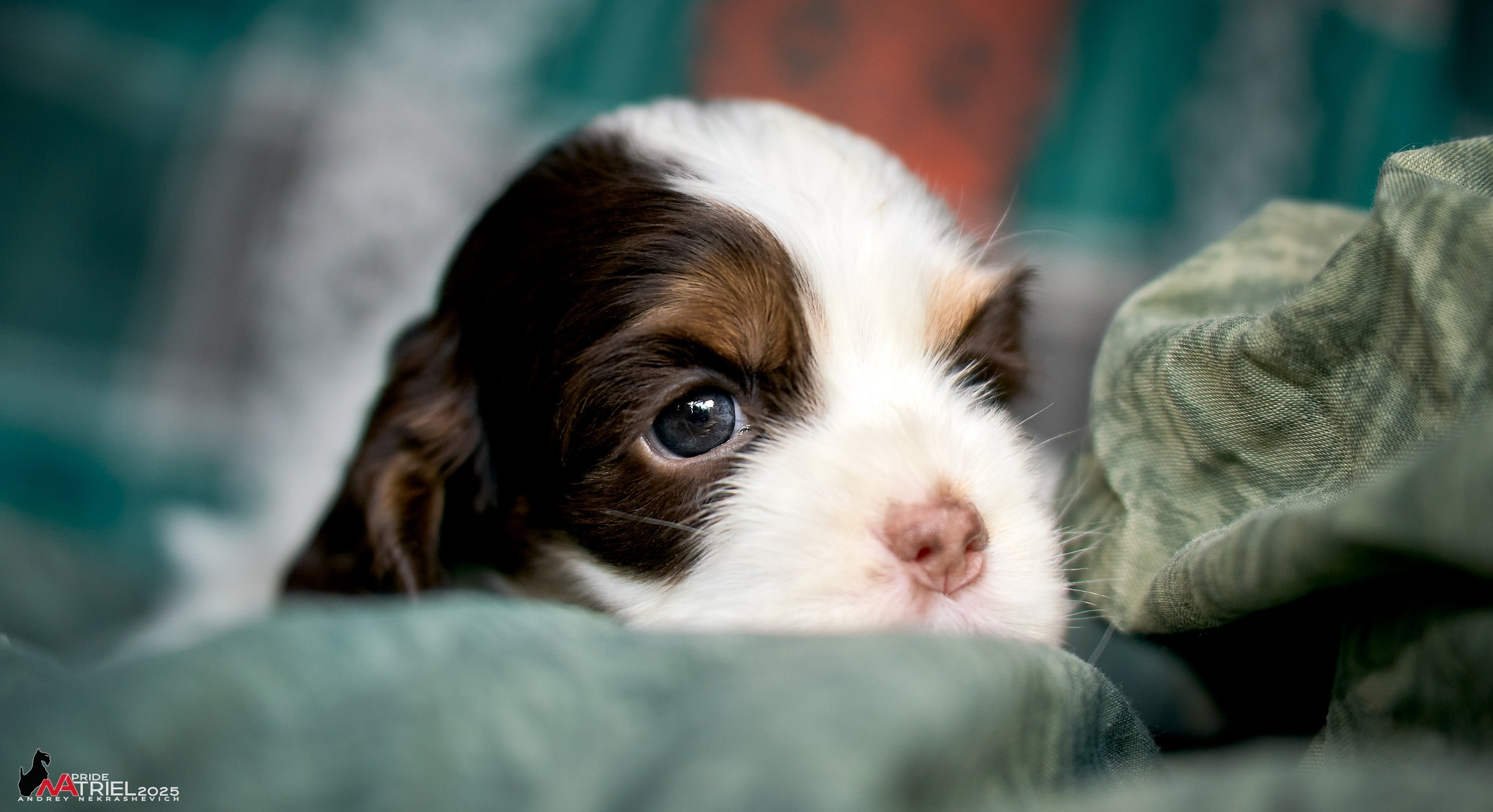 Щенки АмКокеров