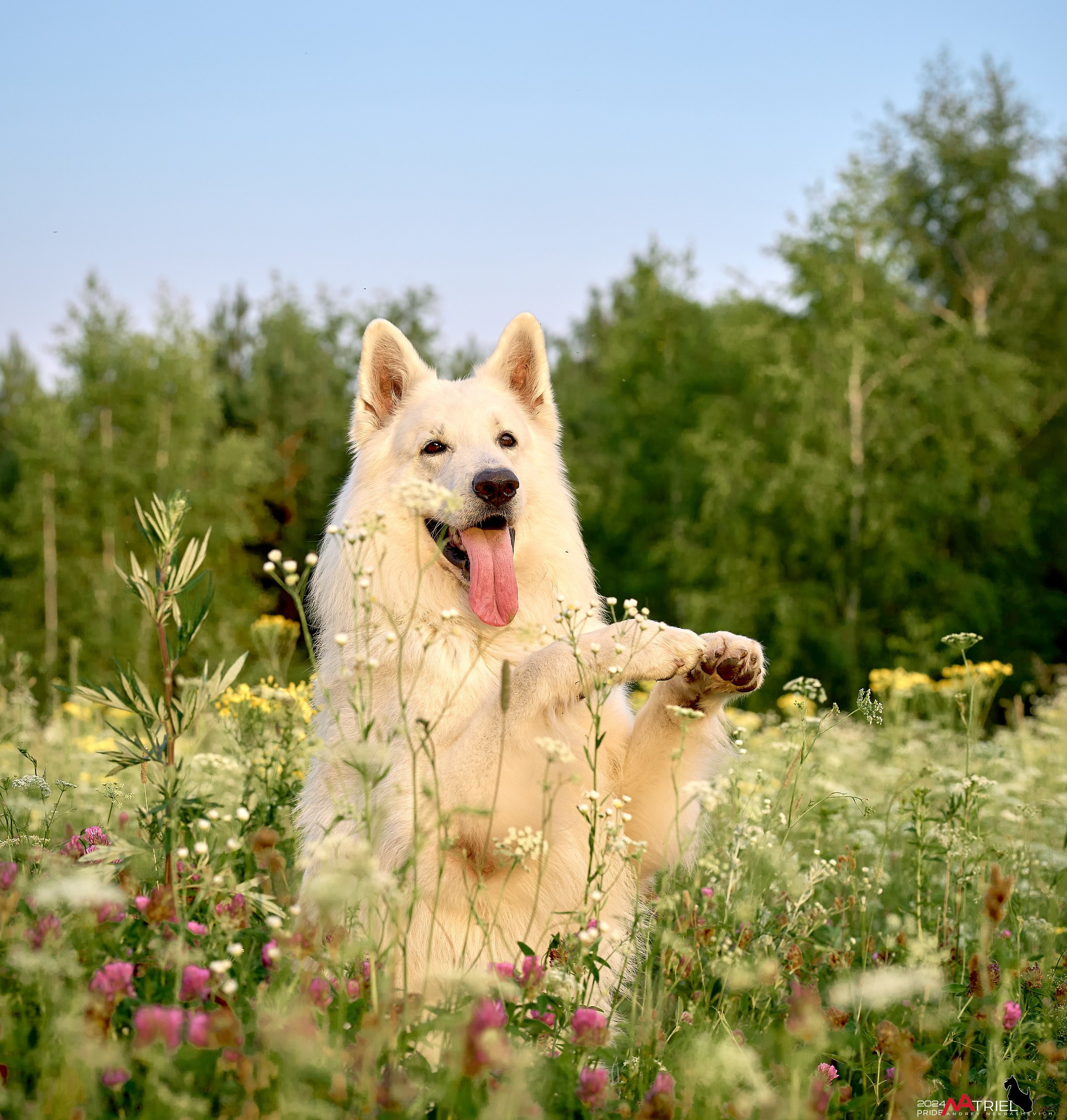 Репортаж из кинологического лагеря