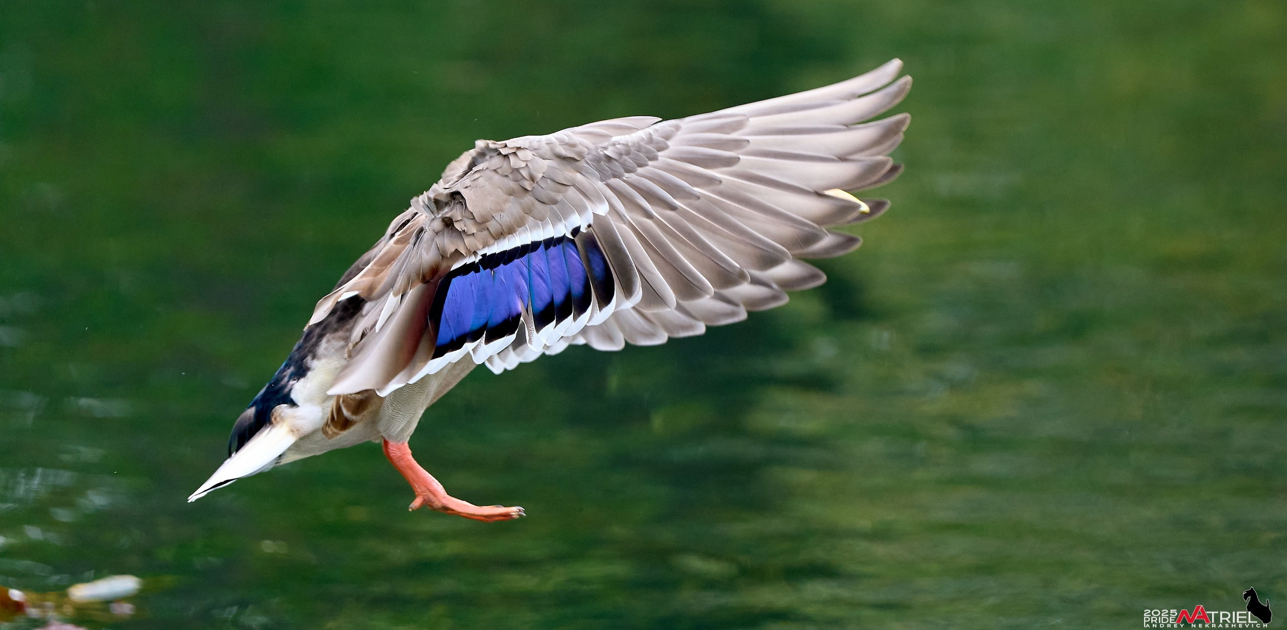 Утки на пруду