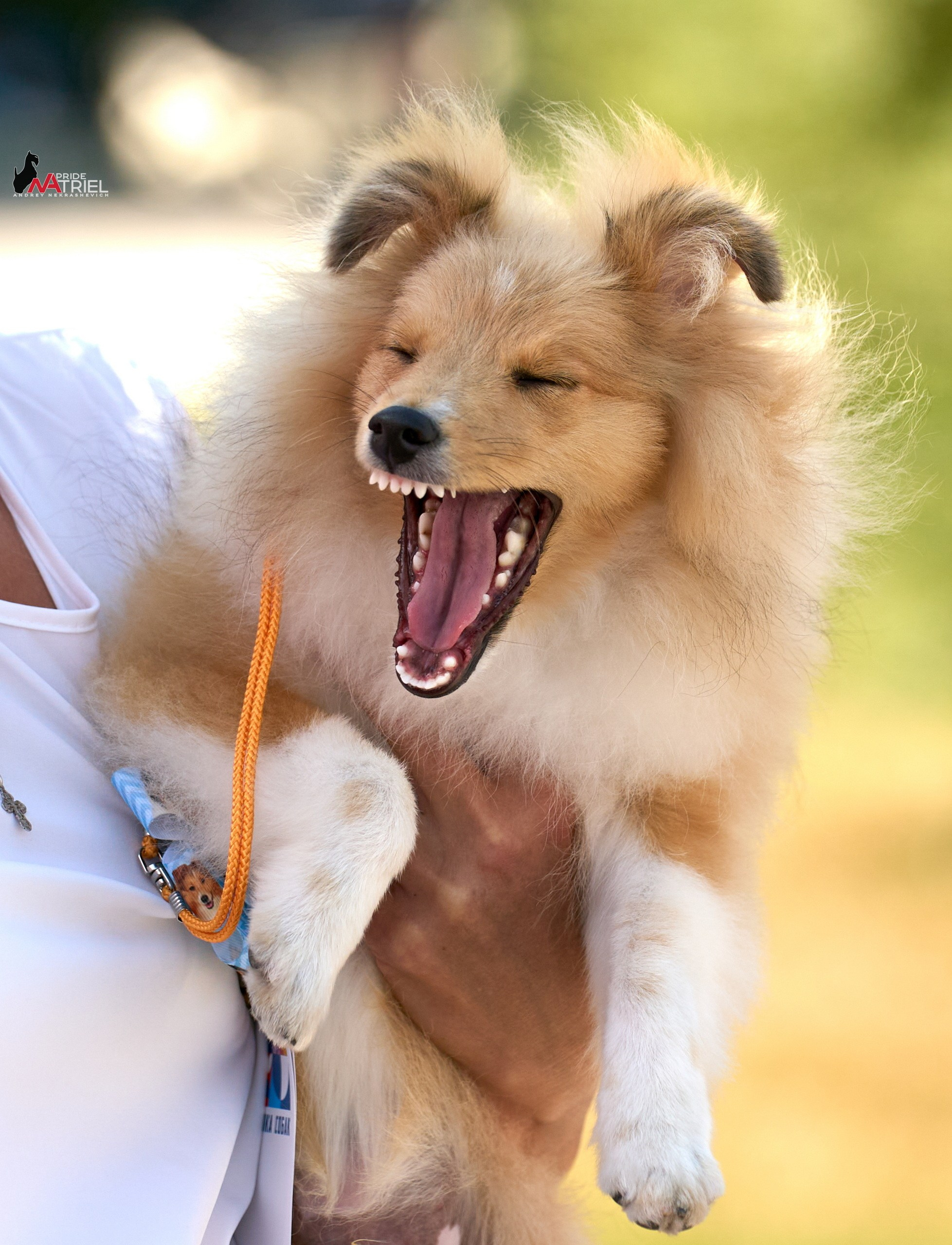 Портреты собак — галерея NATRIEL