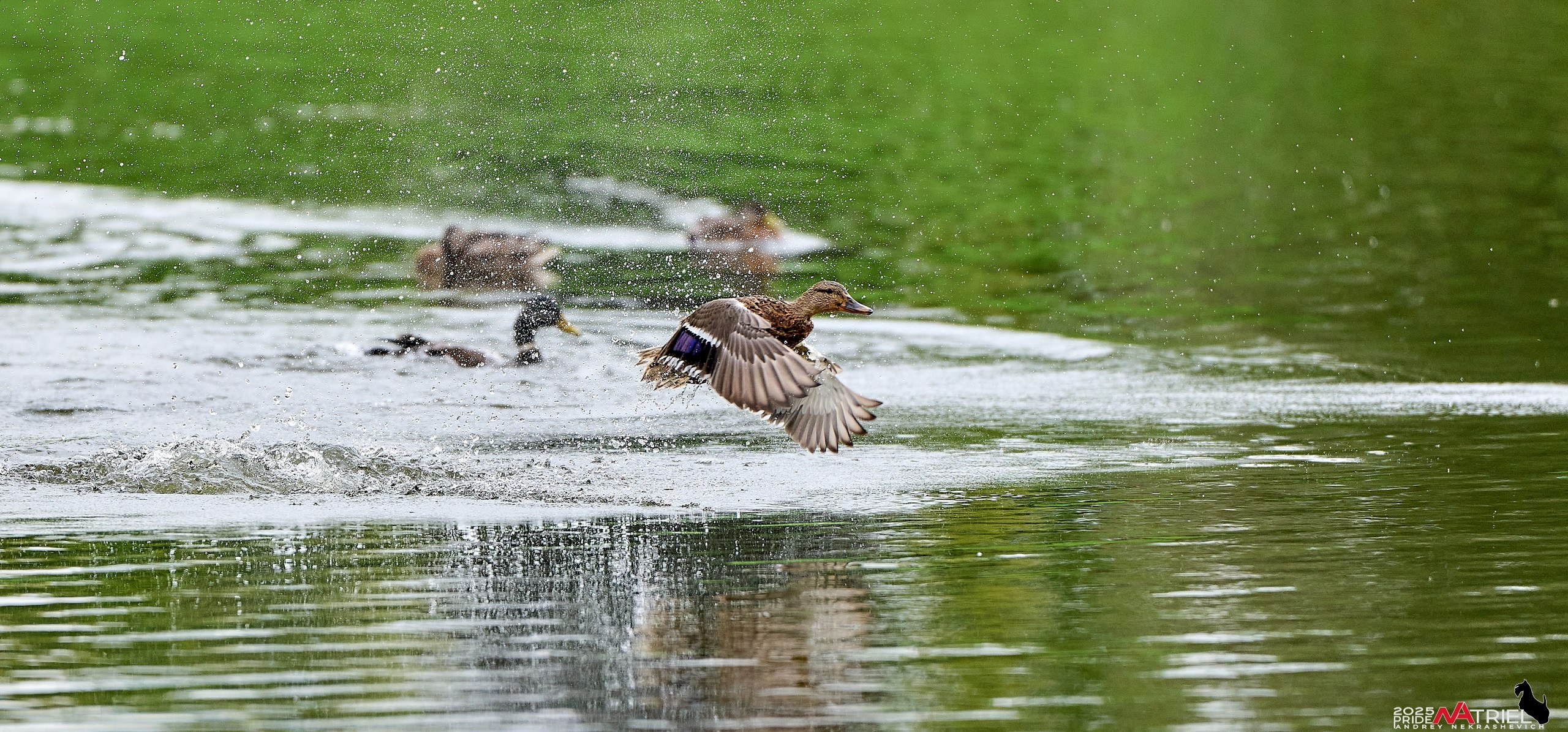 Утки на пруду
