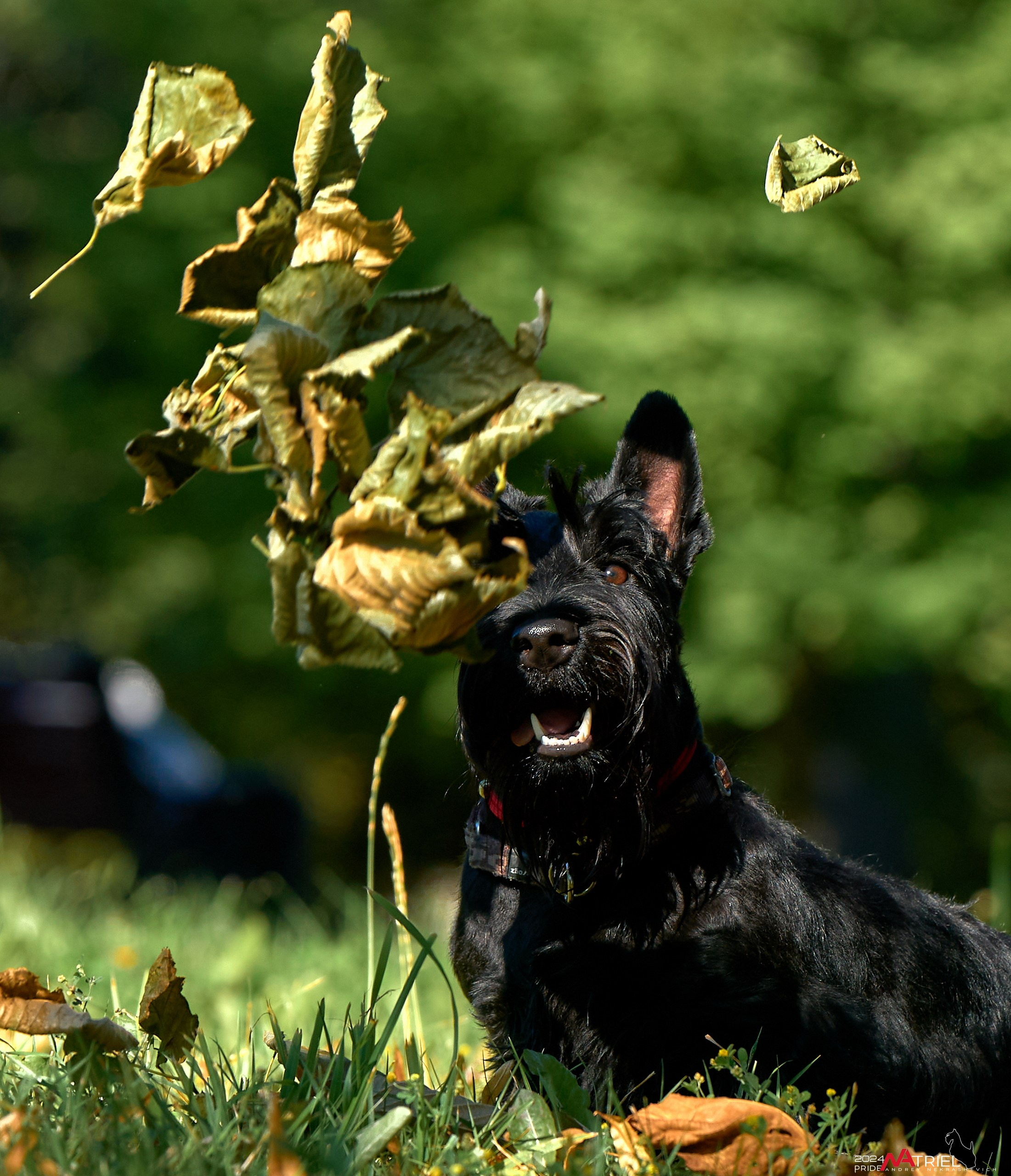Семейная фотопрогулка с собаками