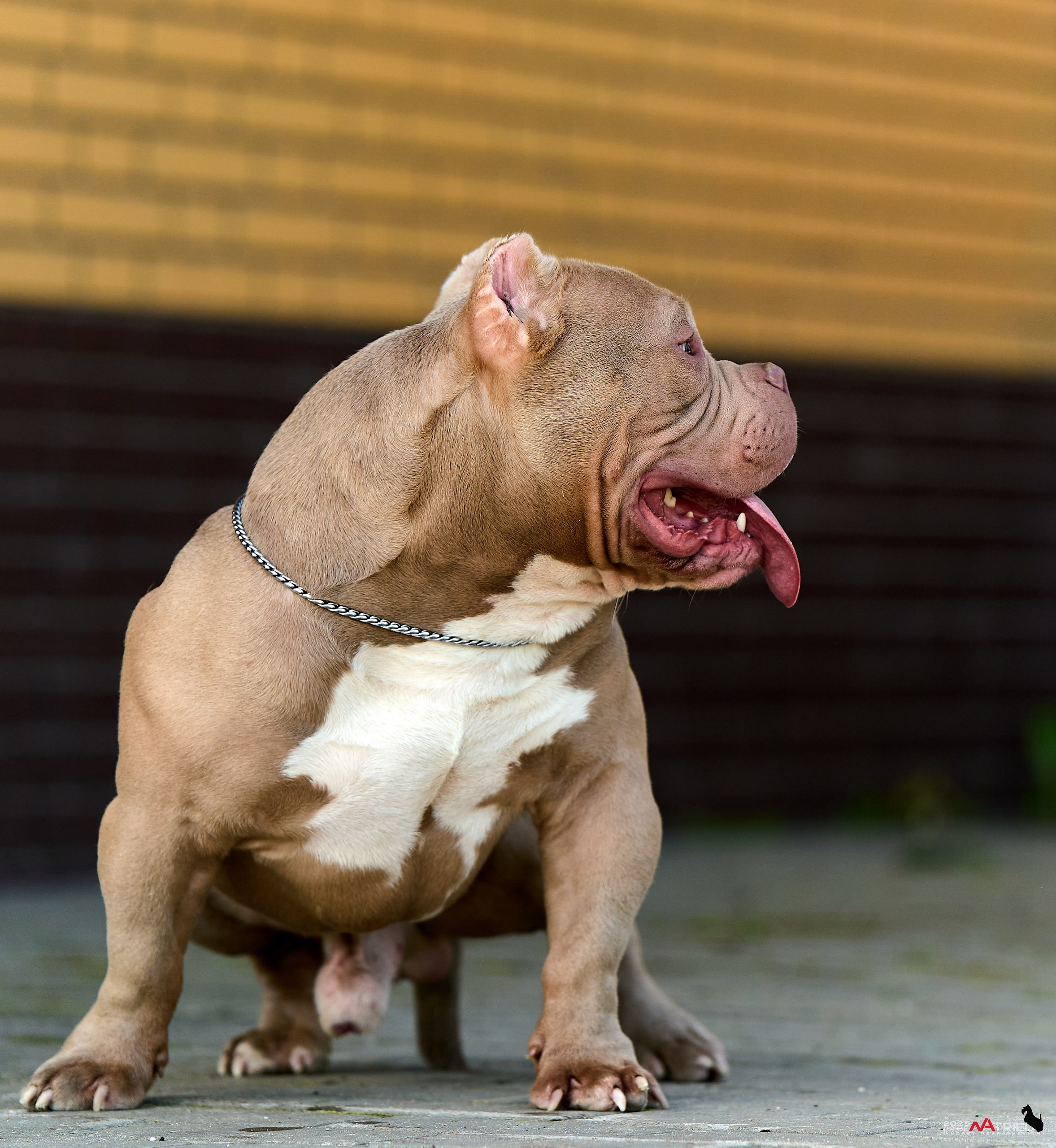Съемка собак породы булли на природе