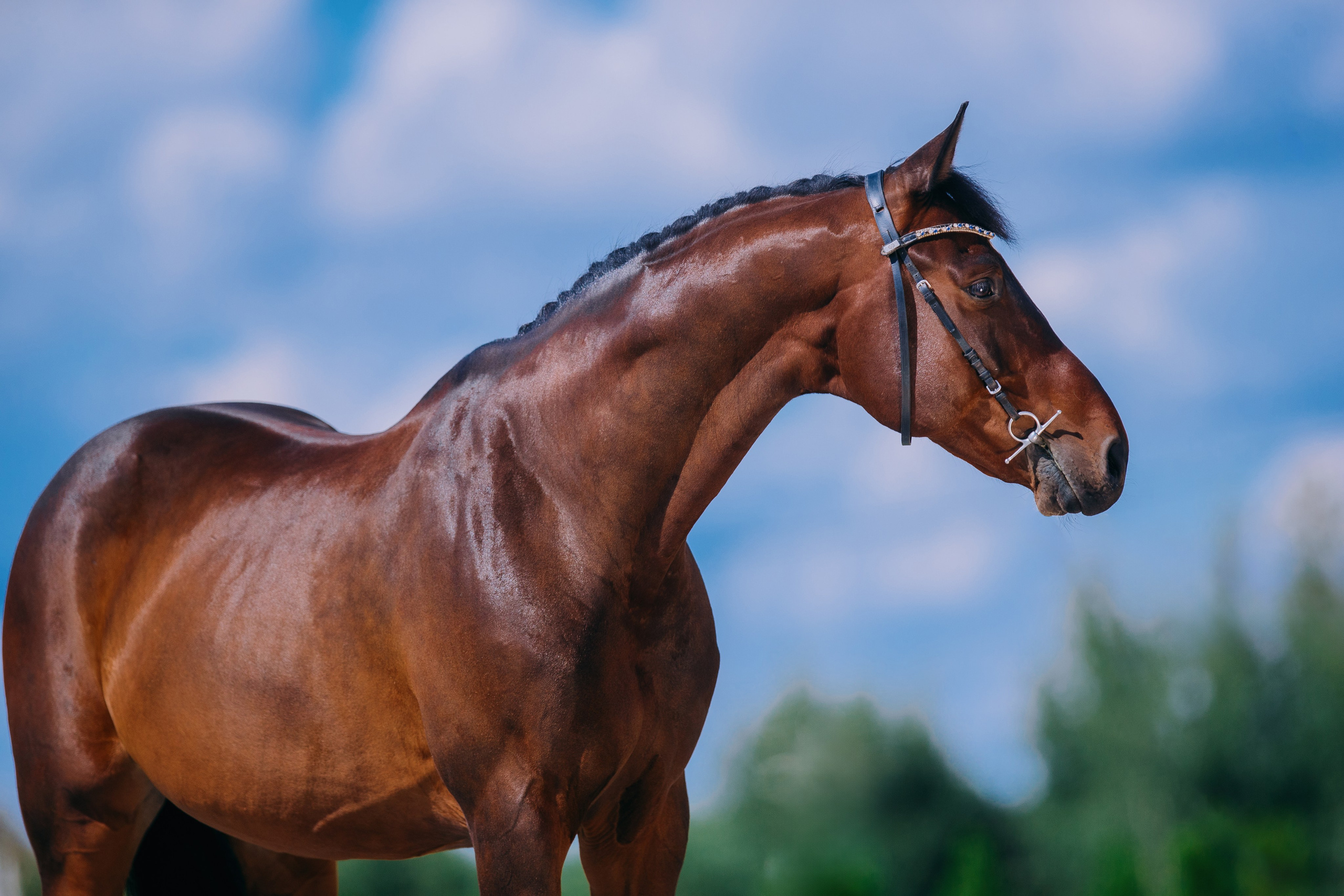На природе. Фотограф-анималист Ксендзова Кристина