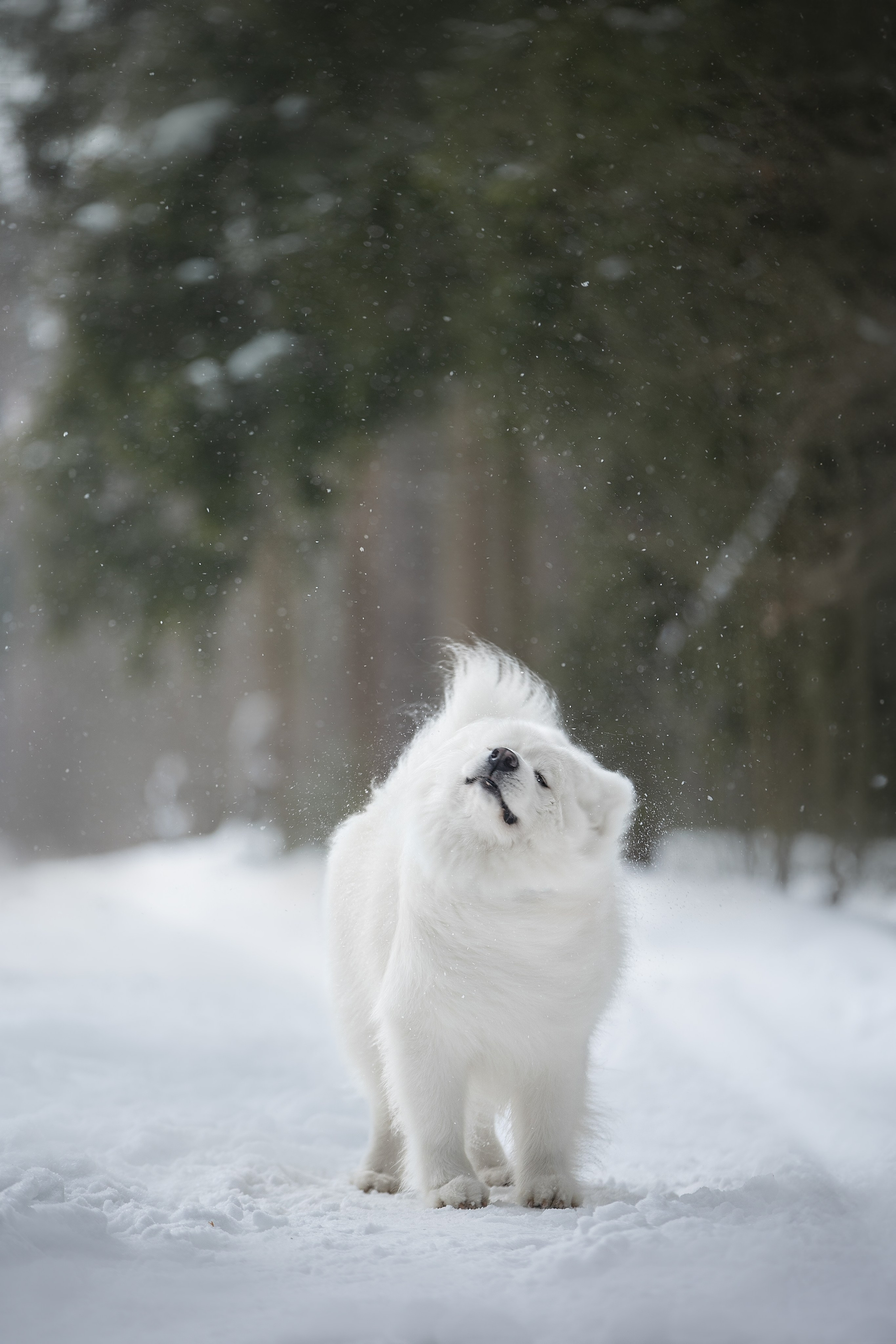Самоедские мальчишки. Фотограф анималист в Москве Майорова Евгения