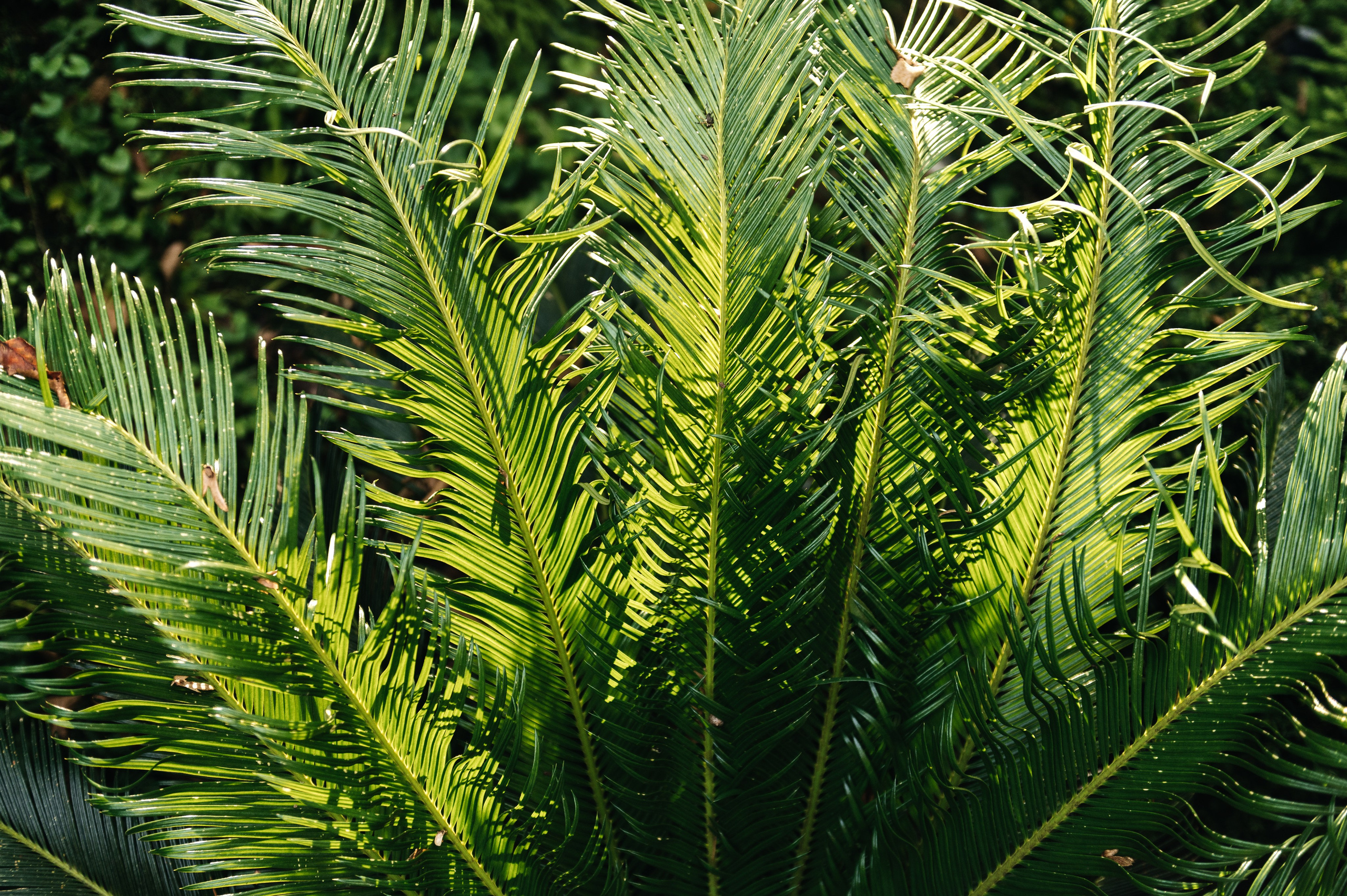 Артём и Маргарита Сочи. Свадебный фотограф в Ростове-на-Дону Тарасенко Константин